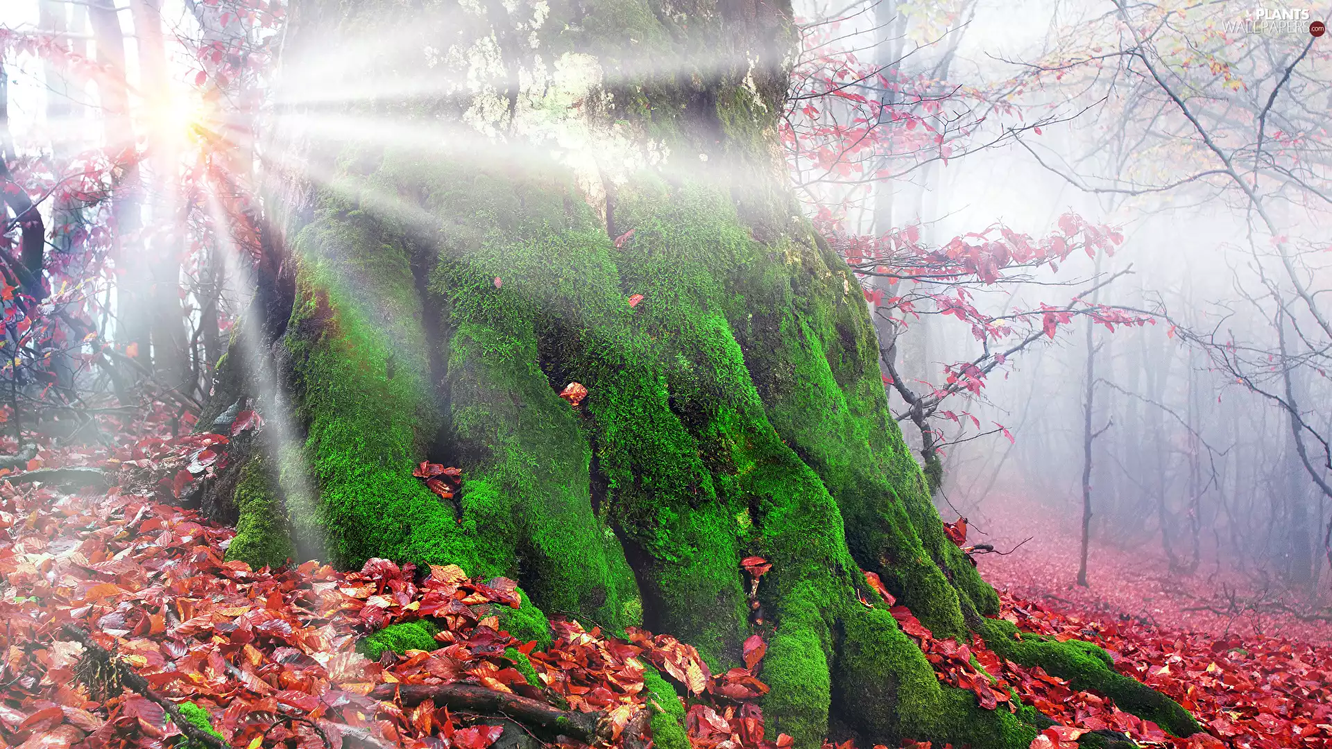 Leaf, rays of the Sun, trees, Moss, trunk