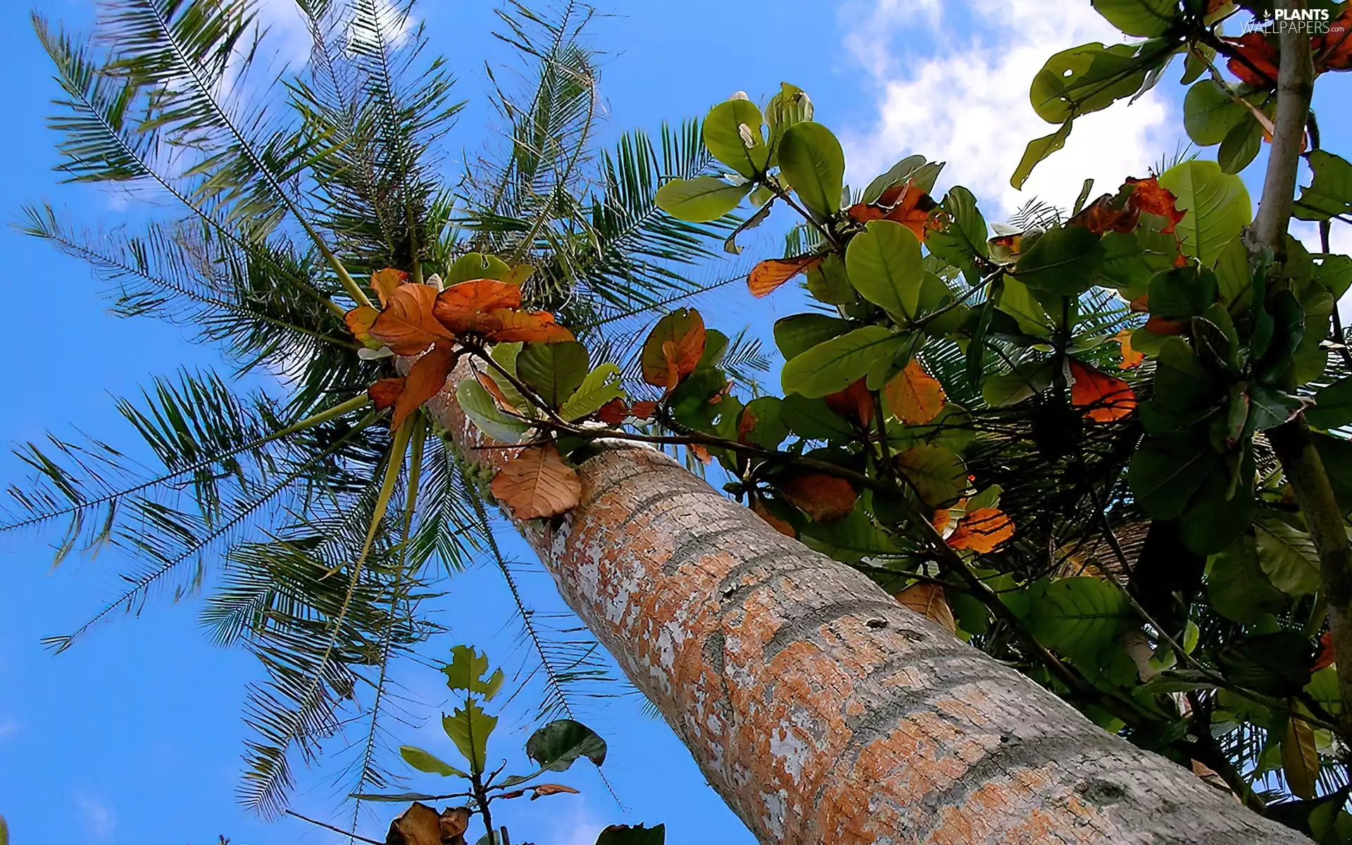Leaf, trees, Sky, trunk, Flowers, Palm