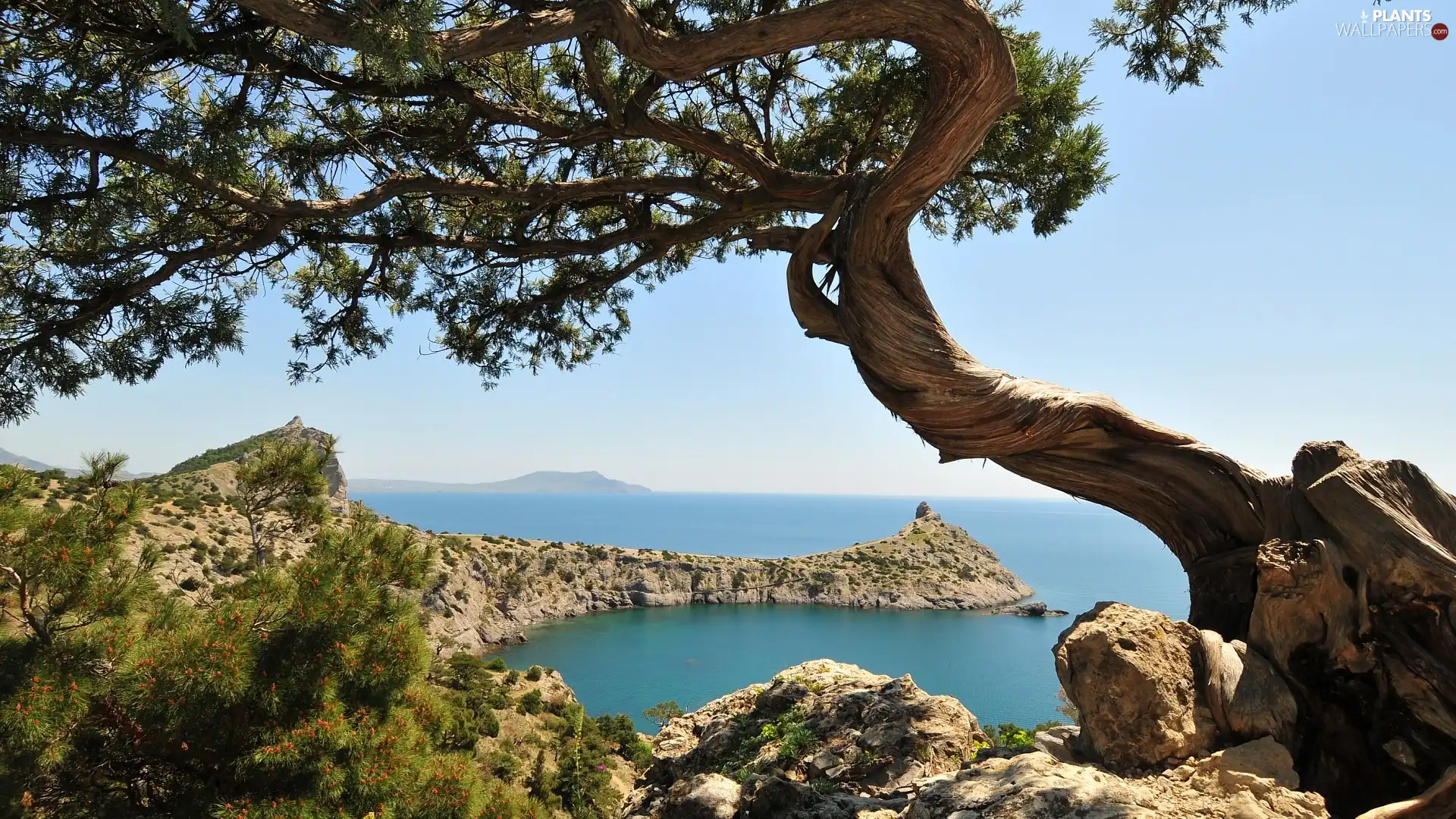 rocks, braided, trunk, sea