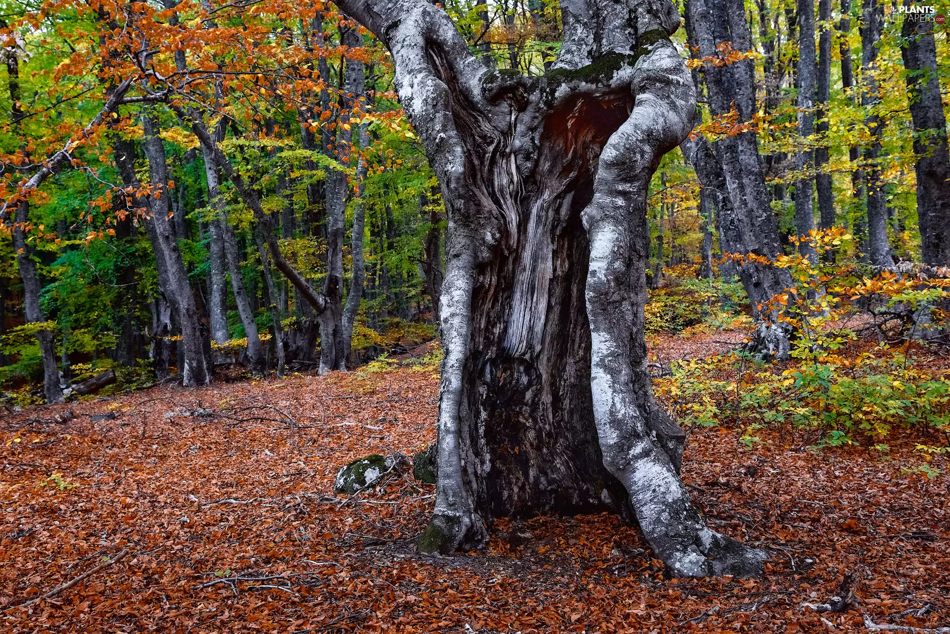 Cracked, trunk, trees, viewes, forest