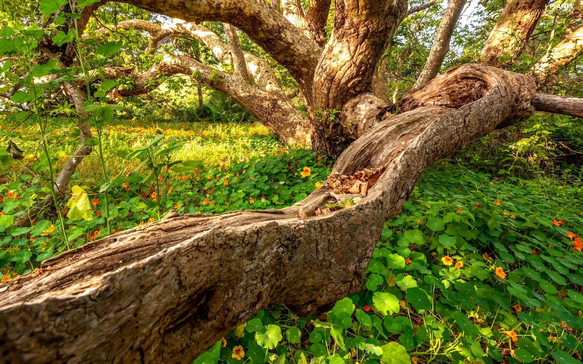 trees, branches, nasturtiums, trunk