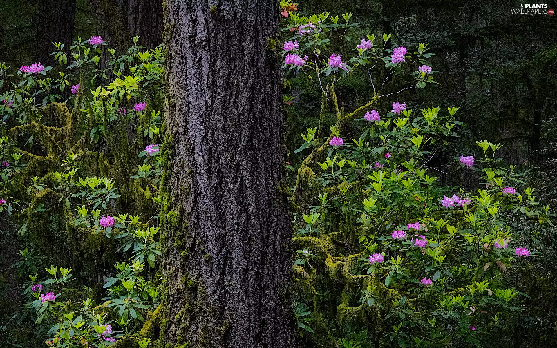 trees, Flowers, rhododendron, trunk