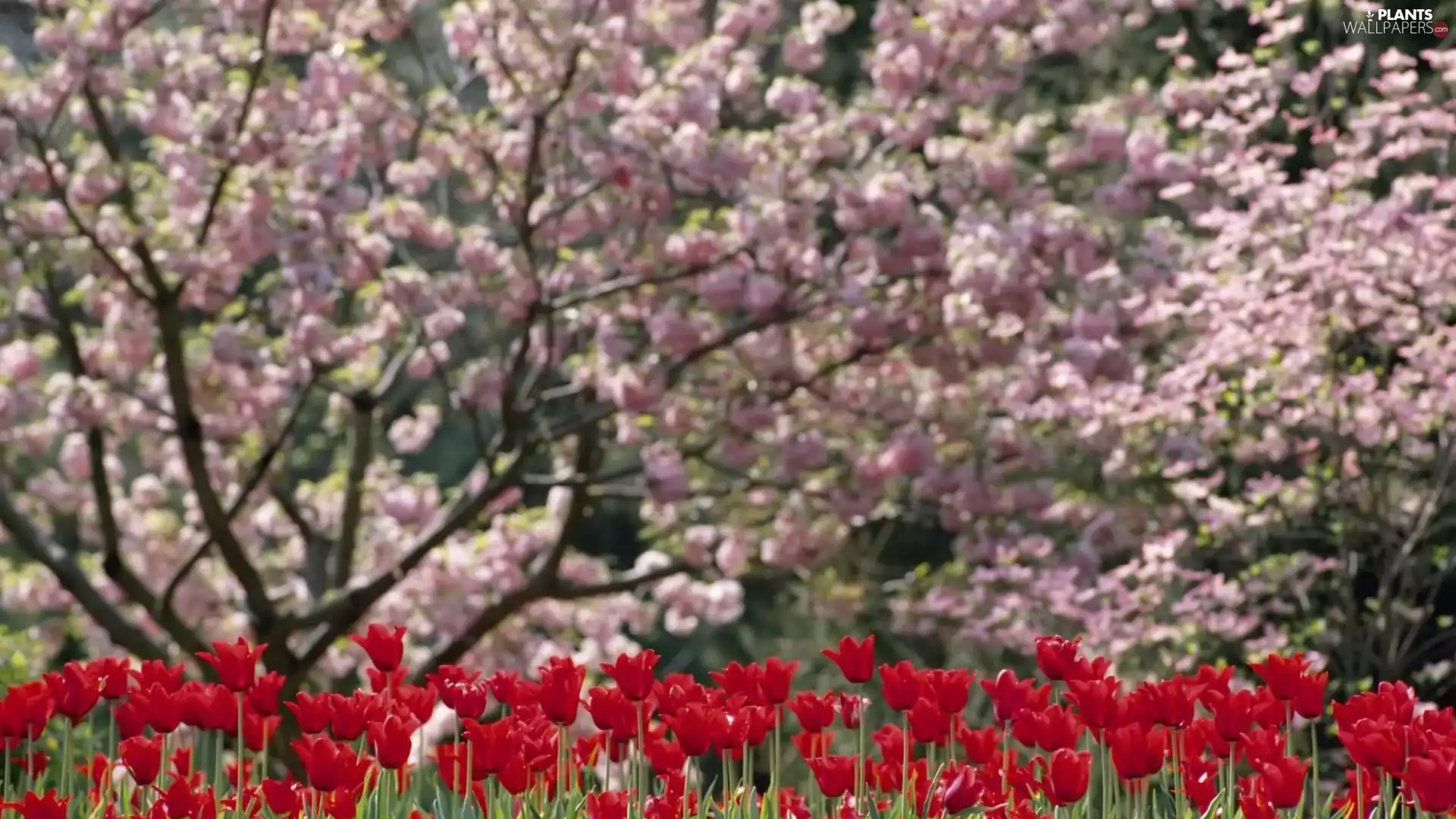 trees, Garden, Red, Tulips, viewes, flourishing