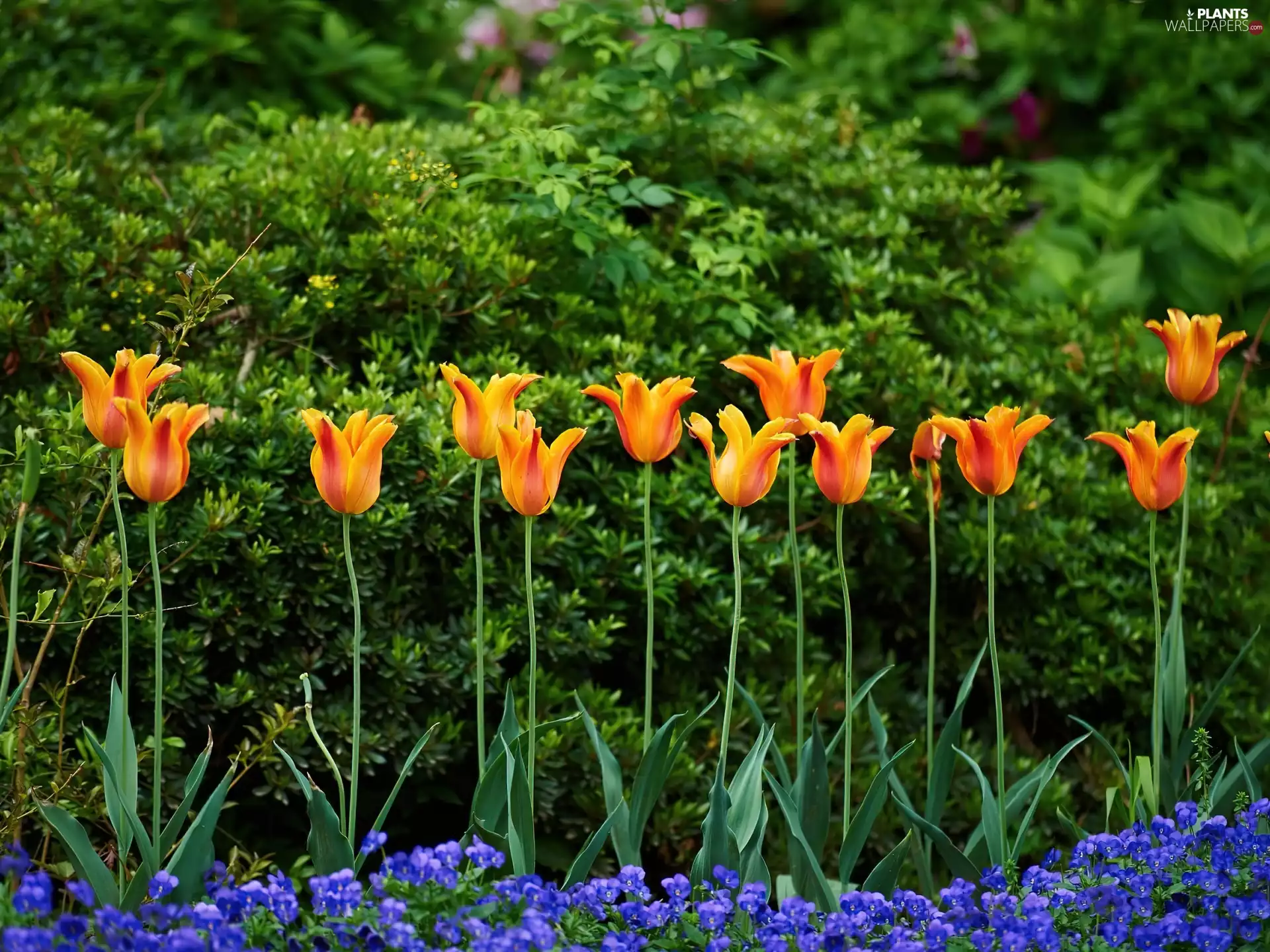 pansies, Softwood, Bush, Tulips