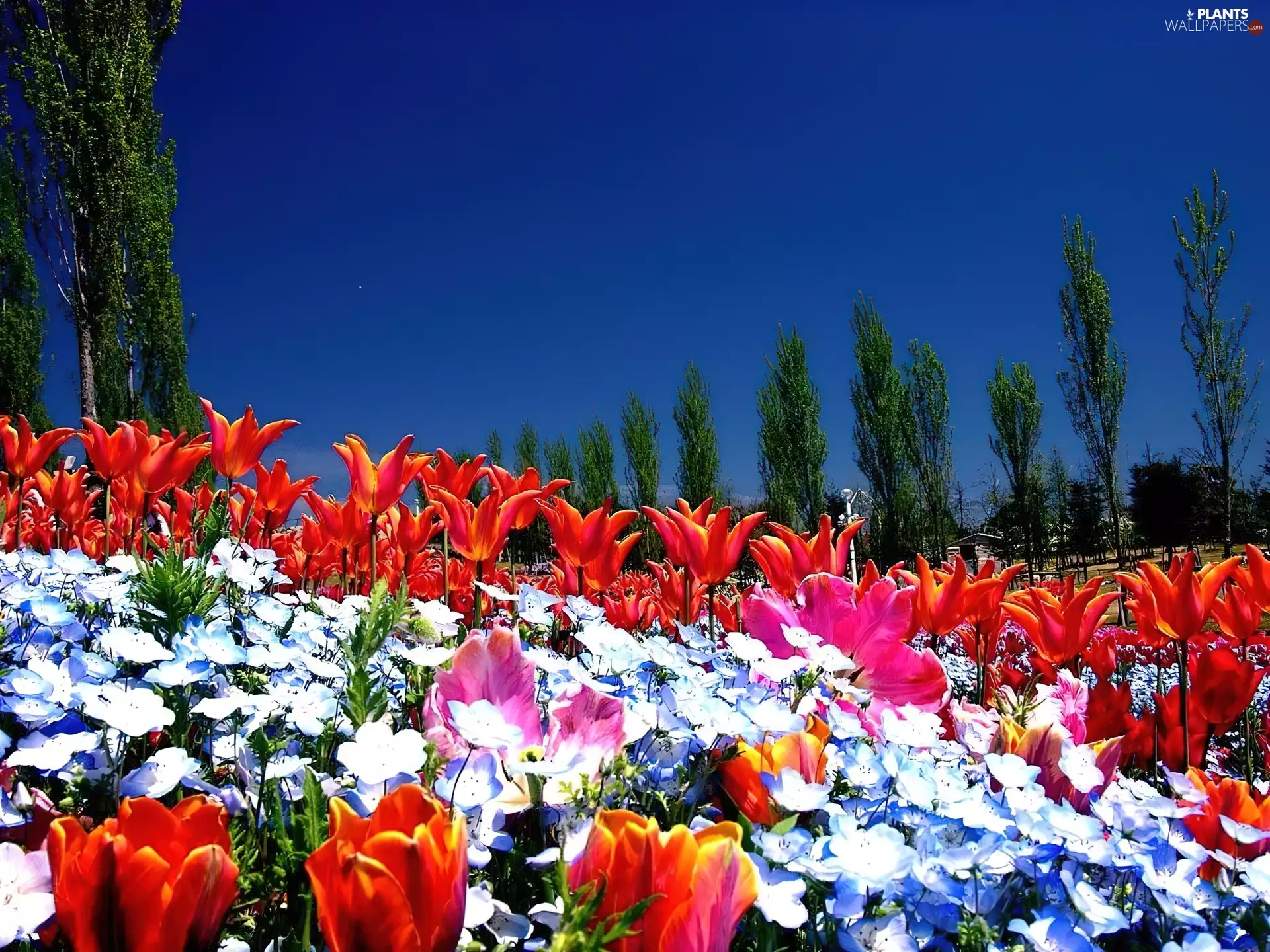 Spring, trees, viewes, Tulips