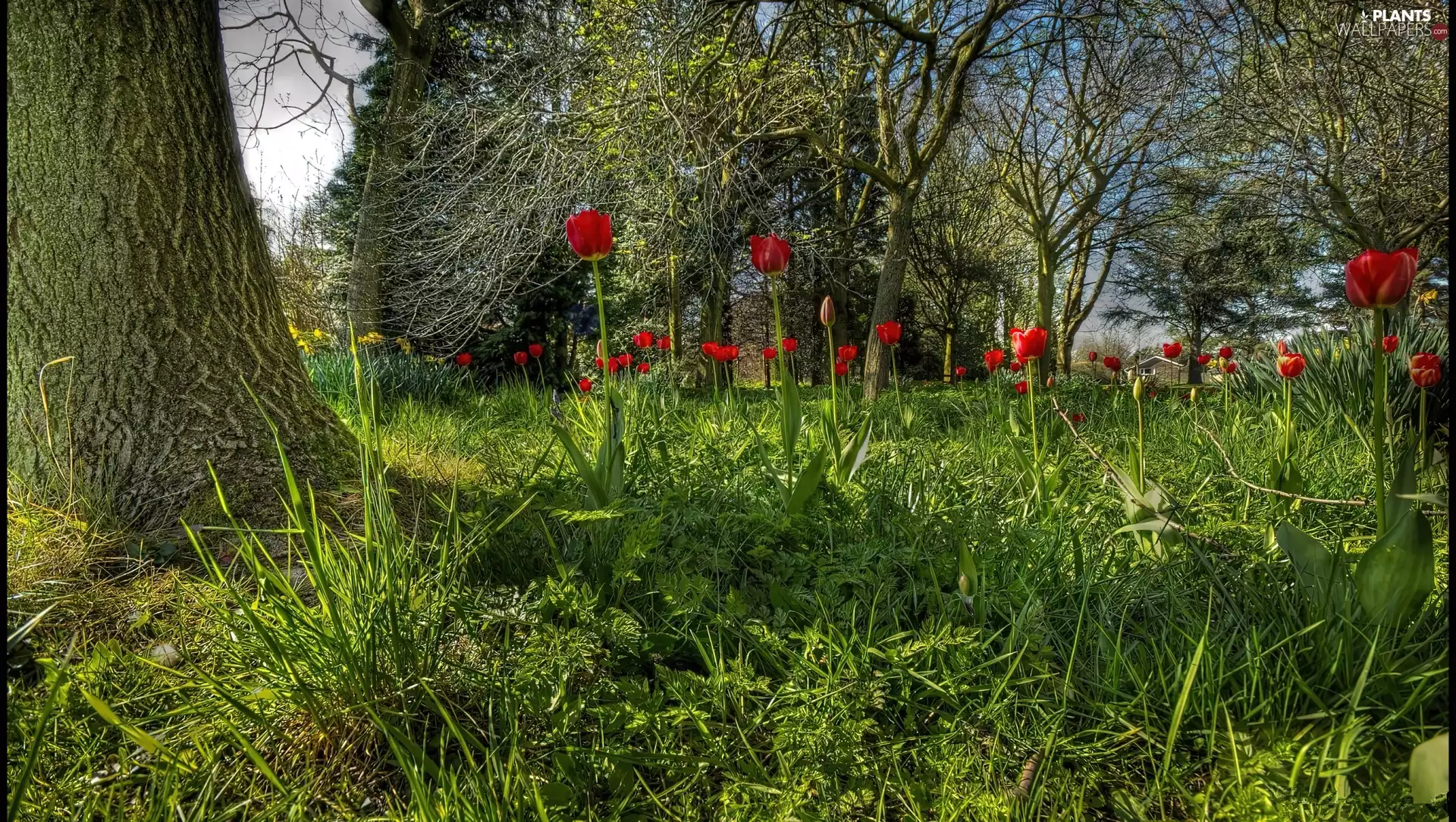 viewes, Garden, Red, Tulips, grass, trees
