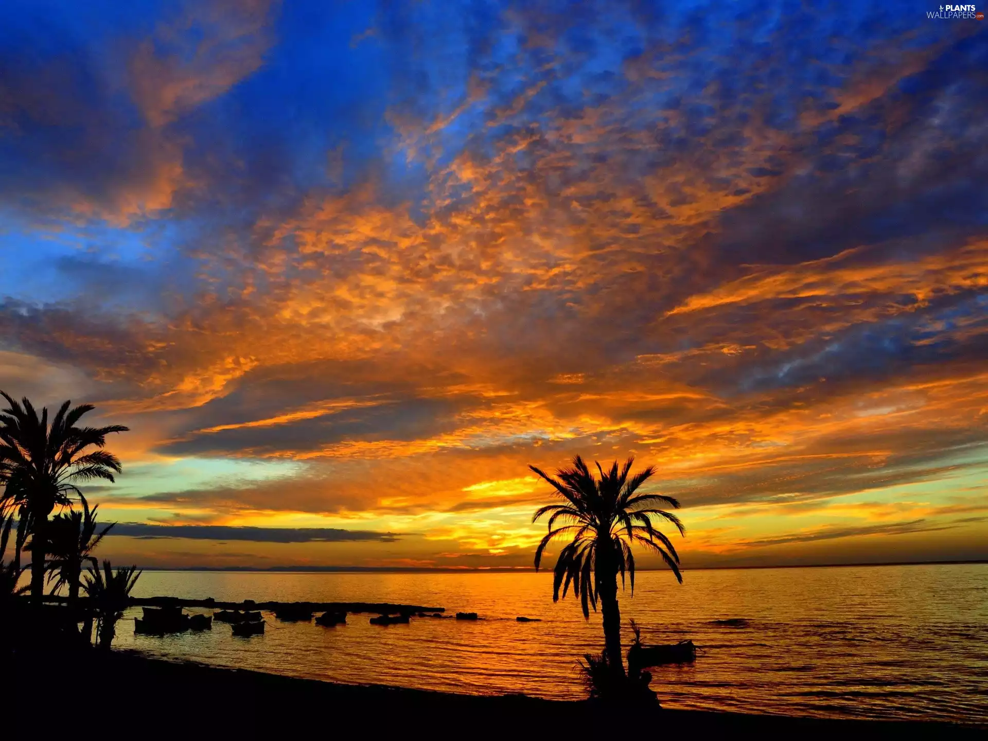 Palms, Tunisia, sun, sea, west