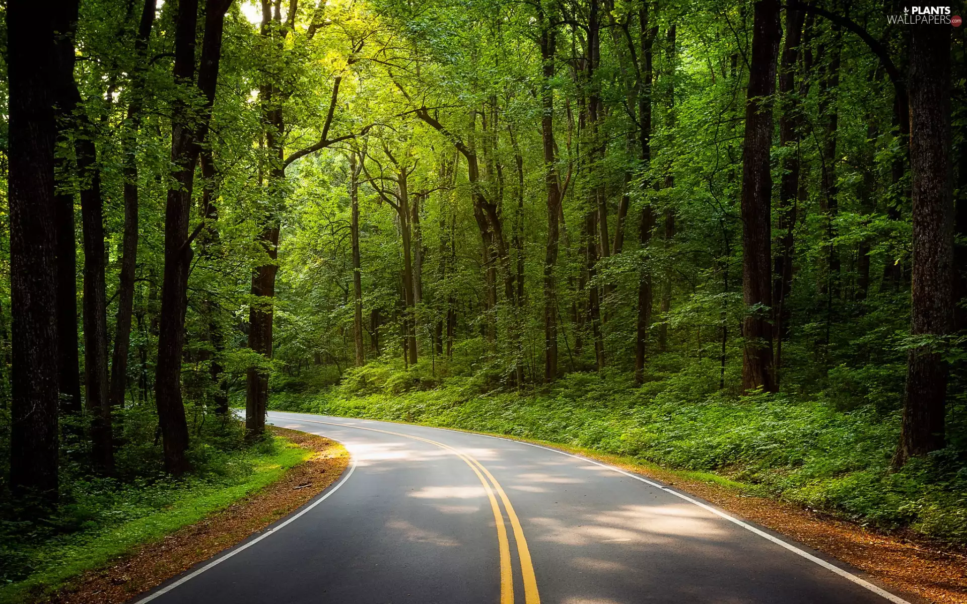 Way, turn, trees, viewes, forest