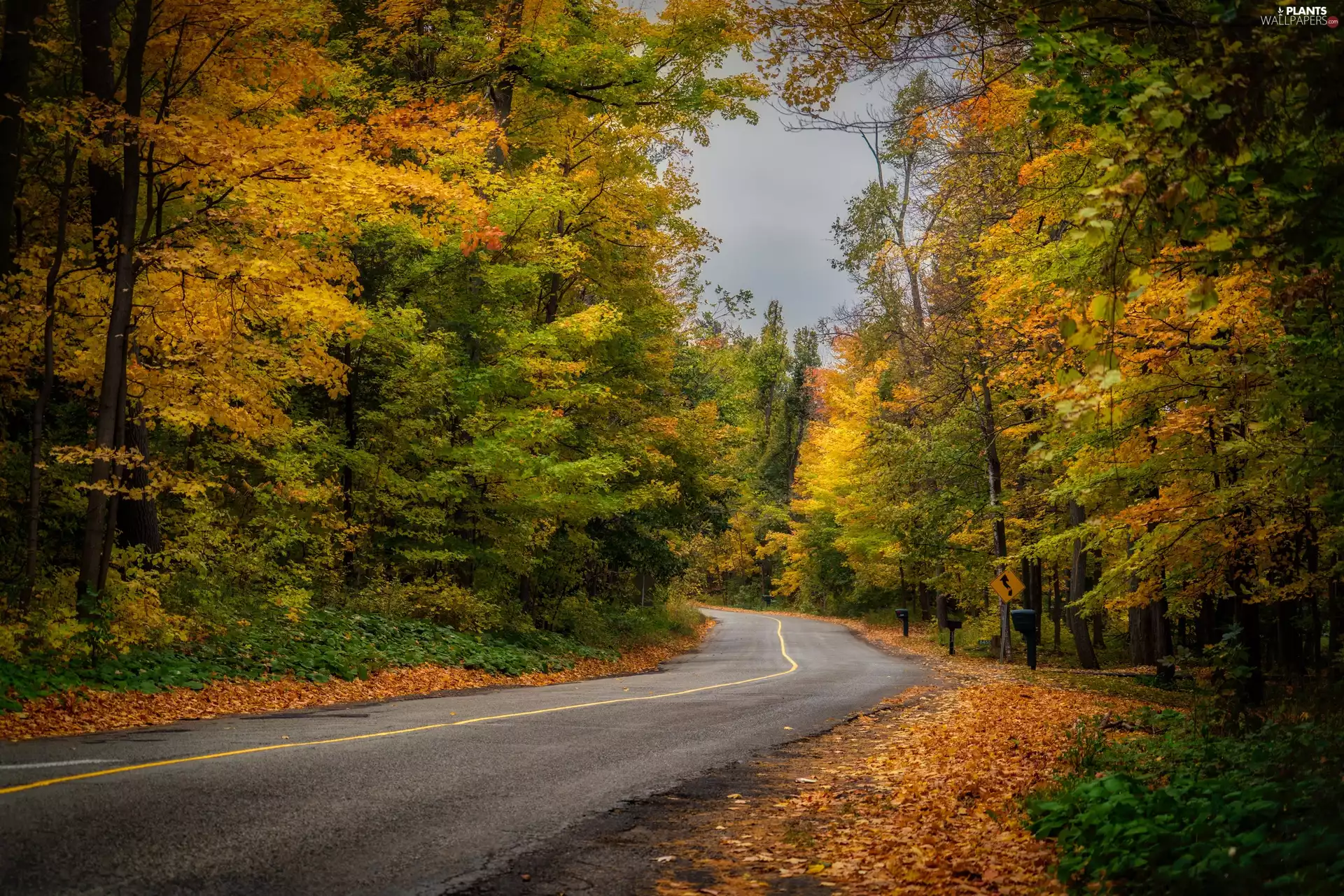 viewes, autumn, Way, turn, forest, trees