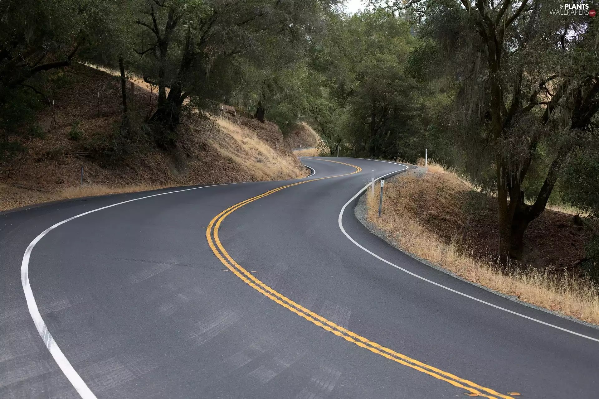 trees, Way, forest, turn, viewes, VEGETATION