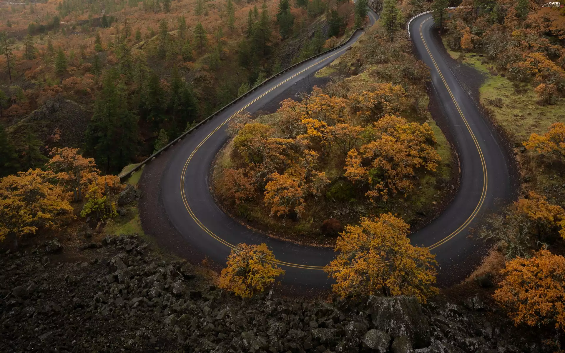 Way, turn, viewes, autumn, trees