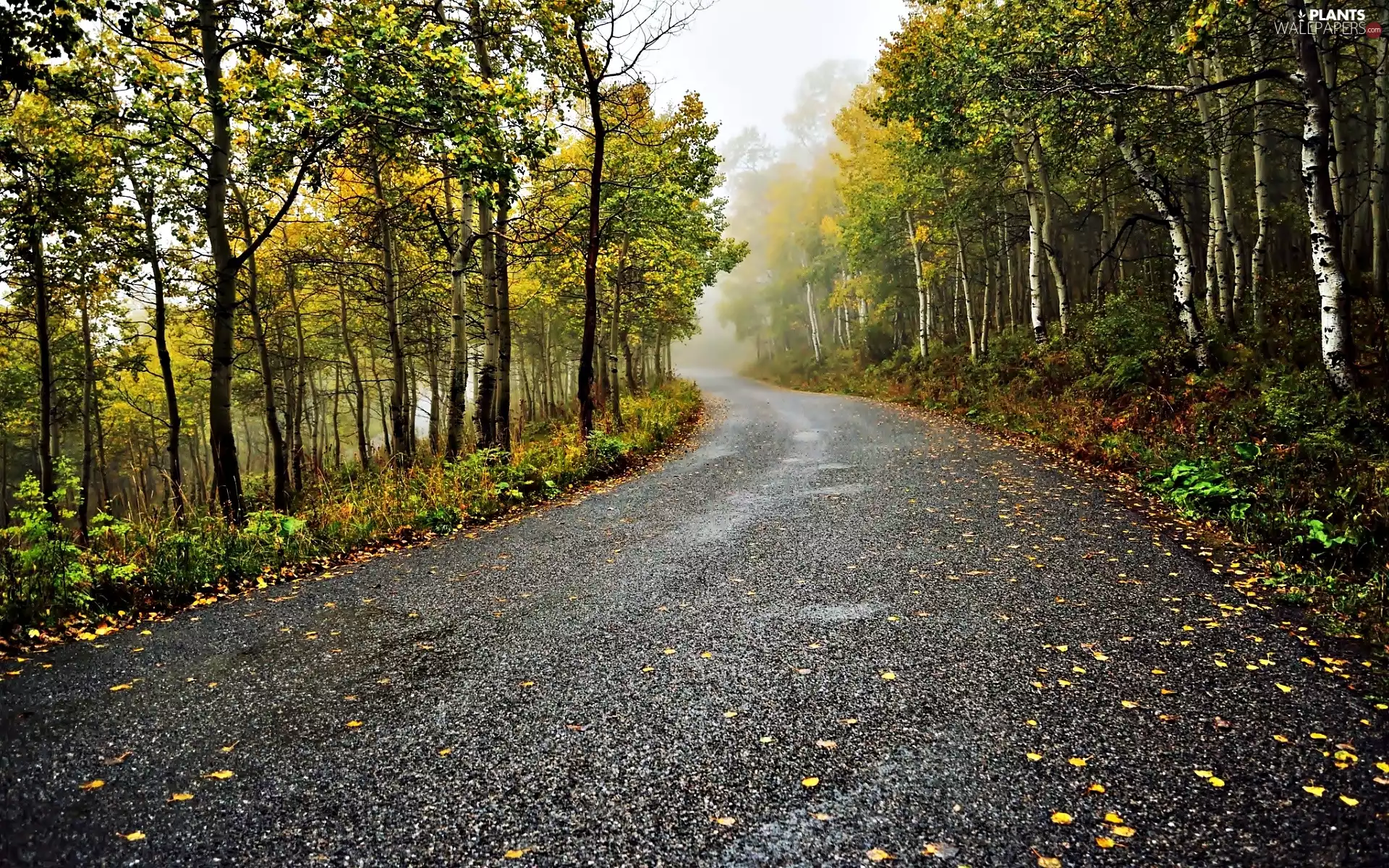 forest, Way, viewes, turn, autumn, trees, Fog