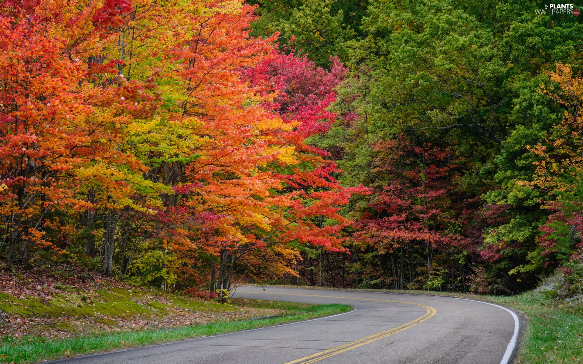 forest, Way, viewes, turn, autumn, trees, Leaf