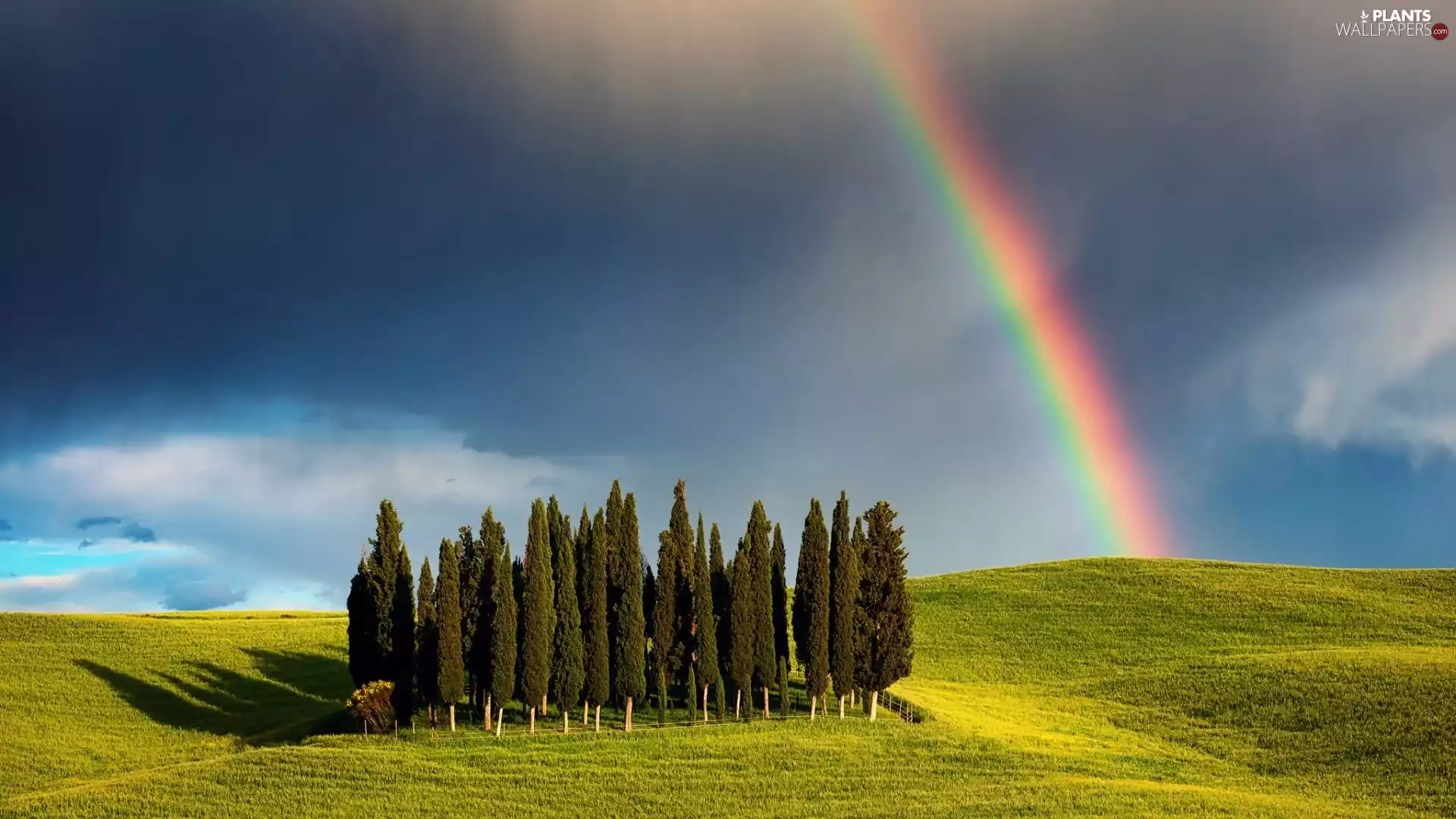 medows, Great Rainbows, Tuscany, cypresses, Italy