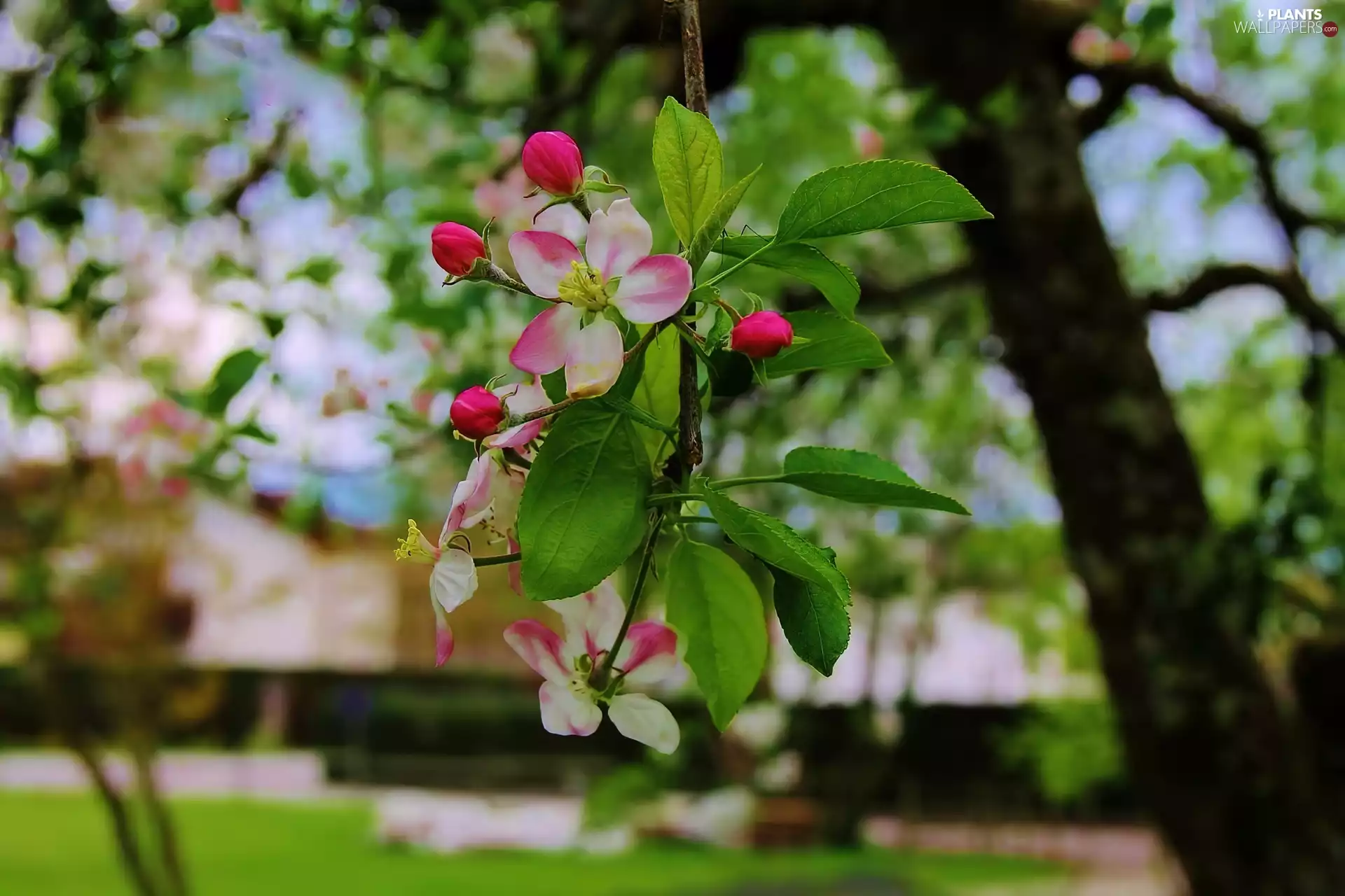 apple-tree, Flowers, twig