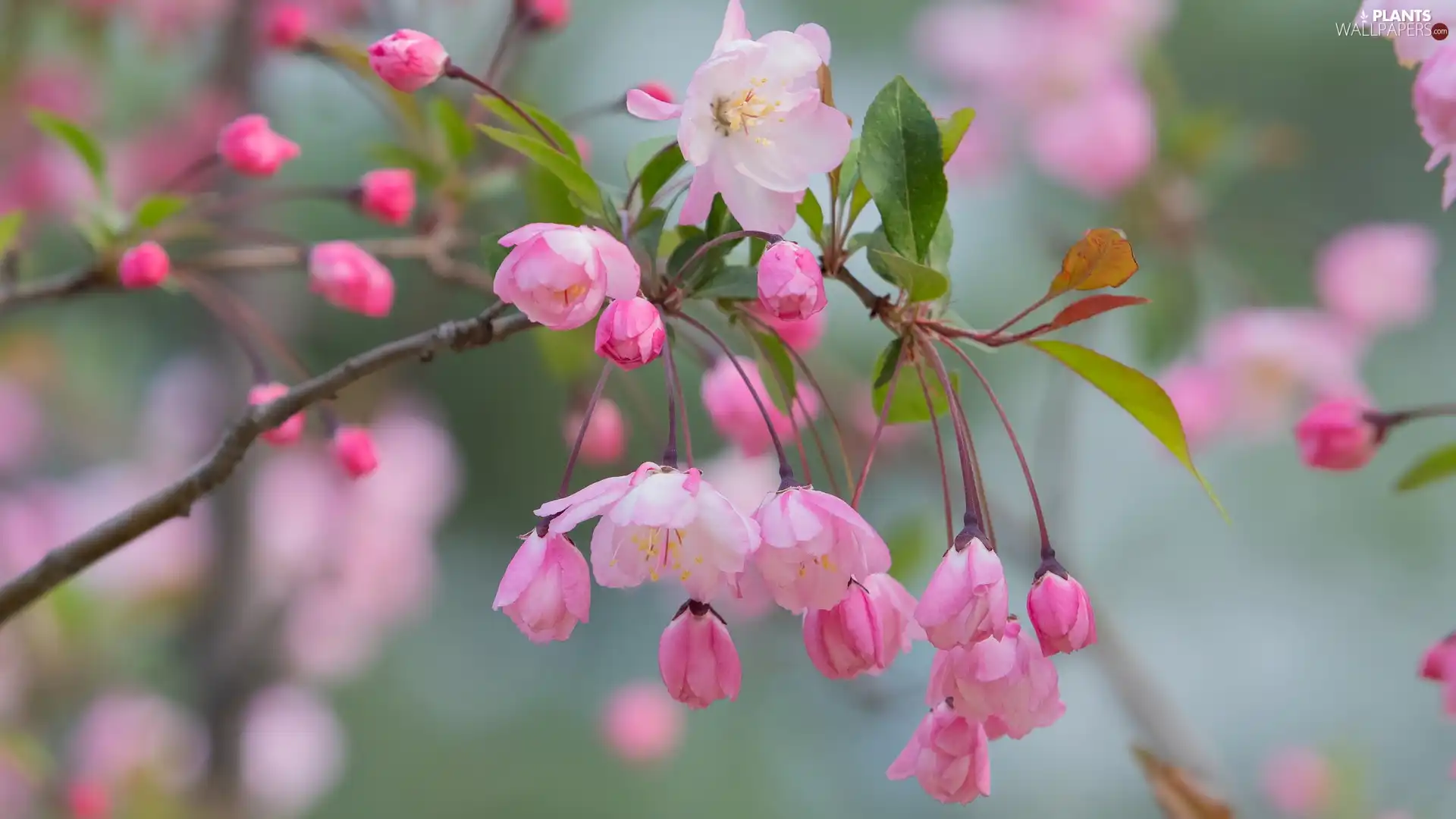 Pink, flowery, apple-tree, Fruit Tree, Flowers, twig