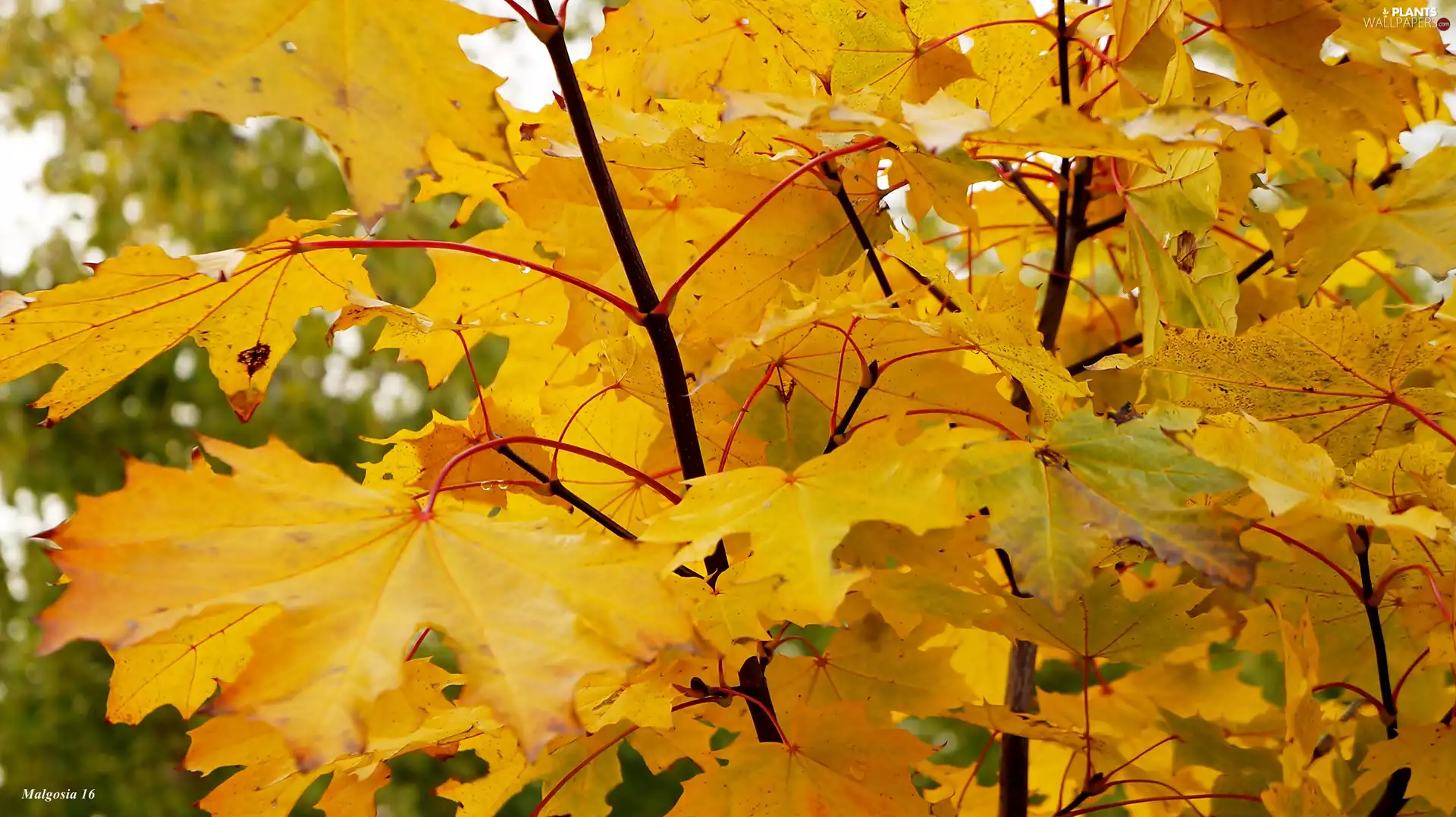 autumn, Yellow, Leaf, twig