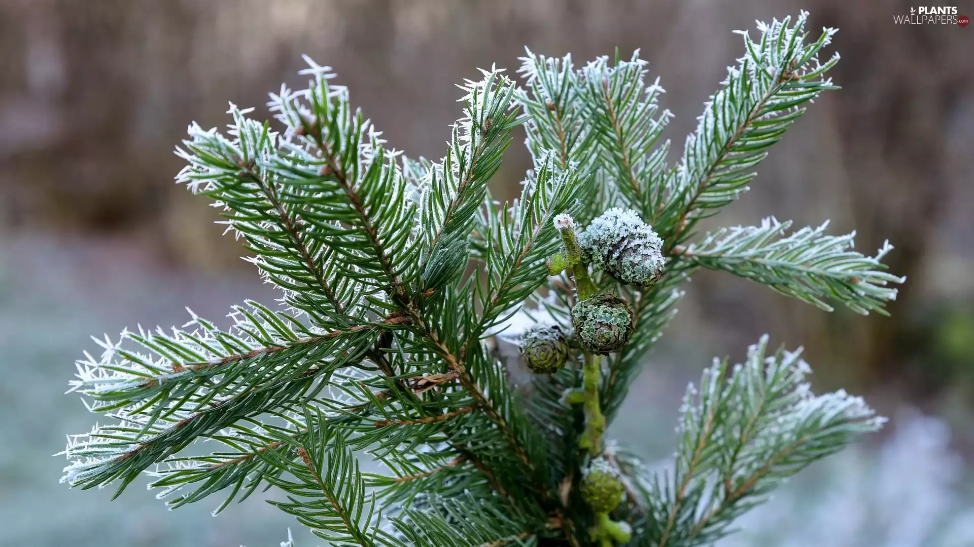 Black Spruce, cones, twig