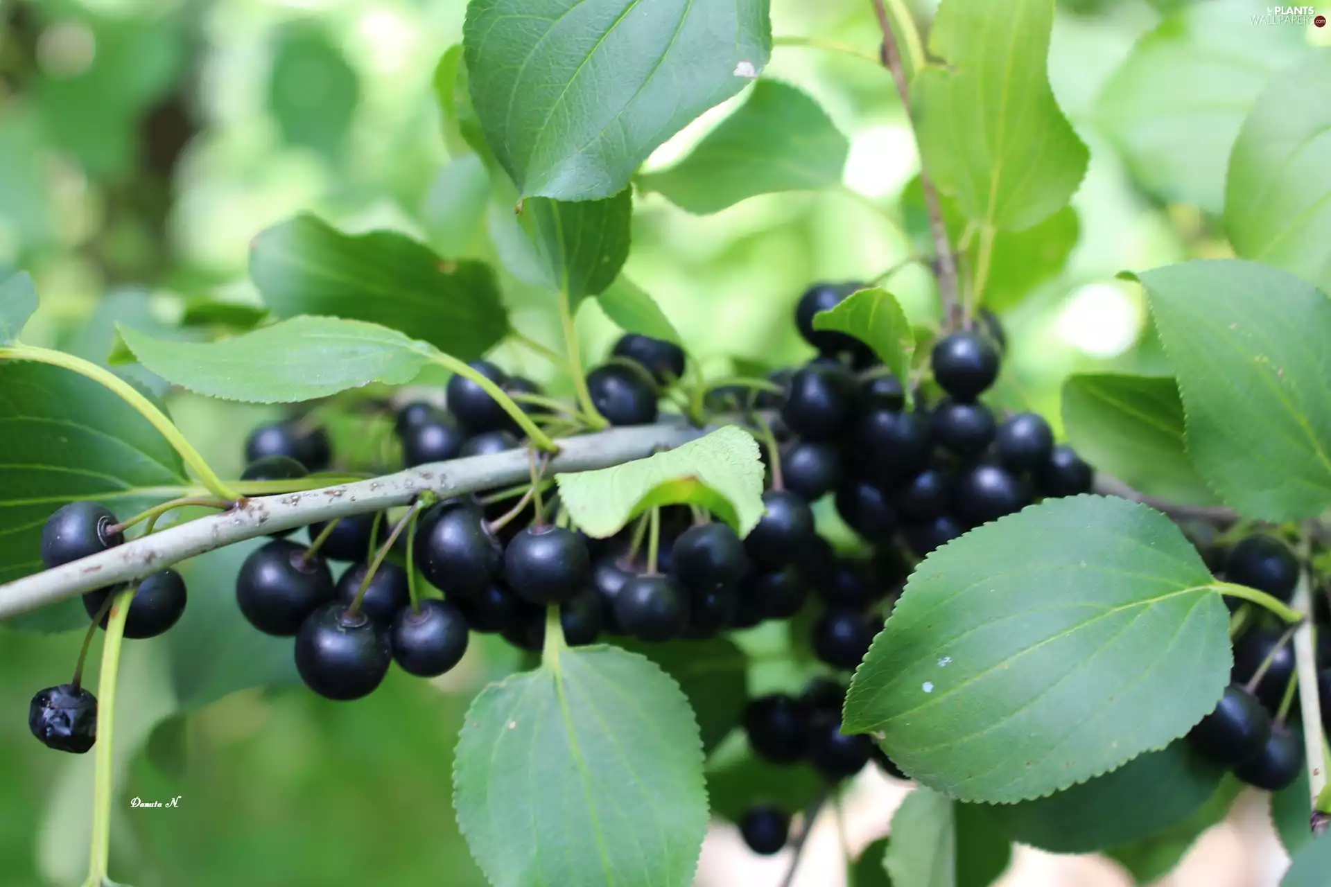 Leaf, twig, Black, blueberries, Fruits