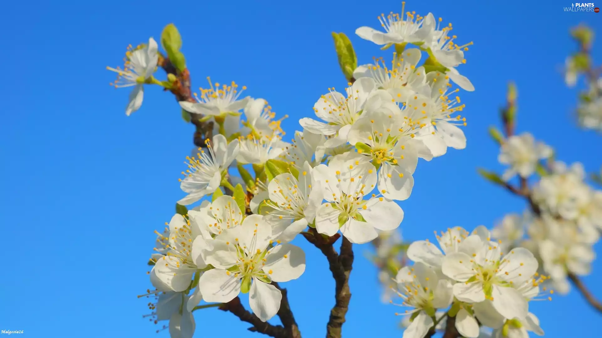 trees, Flowers, Blue, twig, White, fruit, Sky