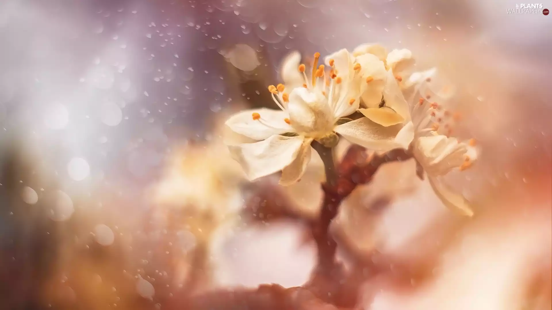 Flowers, twig, blur, Fruit Tree