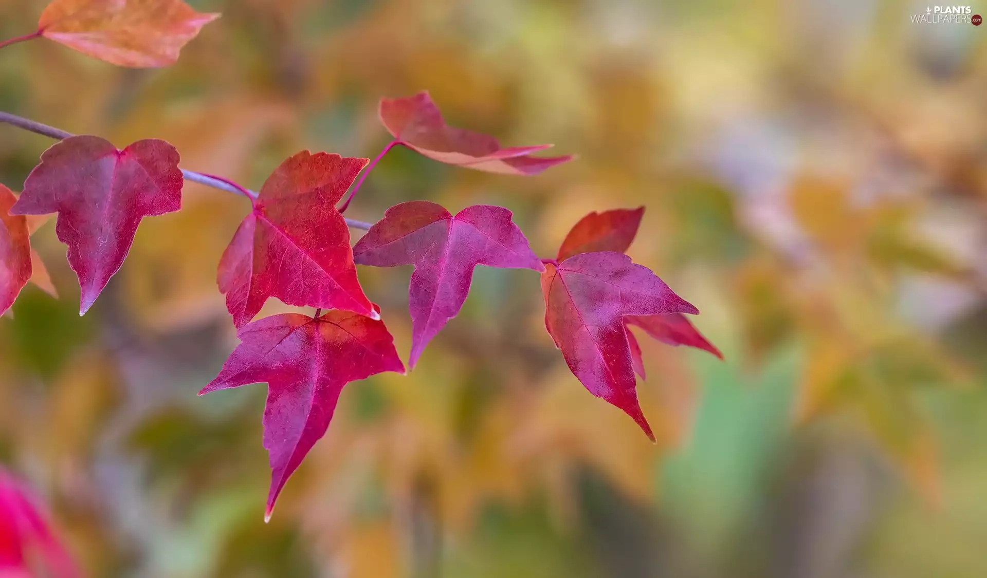 Red, twig, blurry background, Leaf