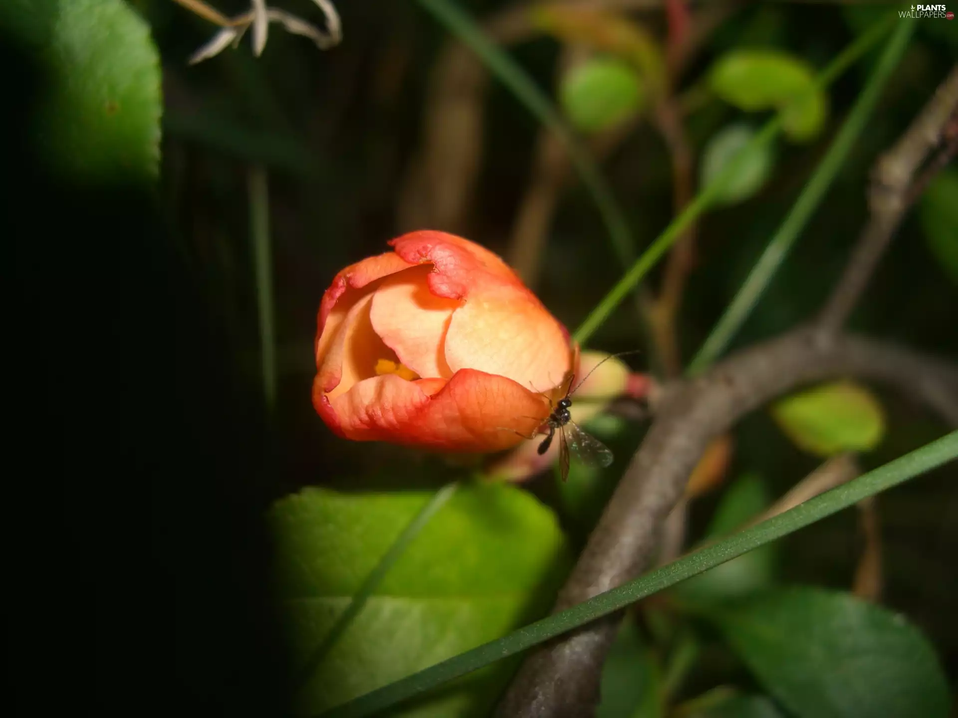 twig, Chaenomeles, bud