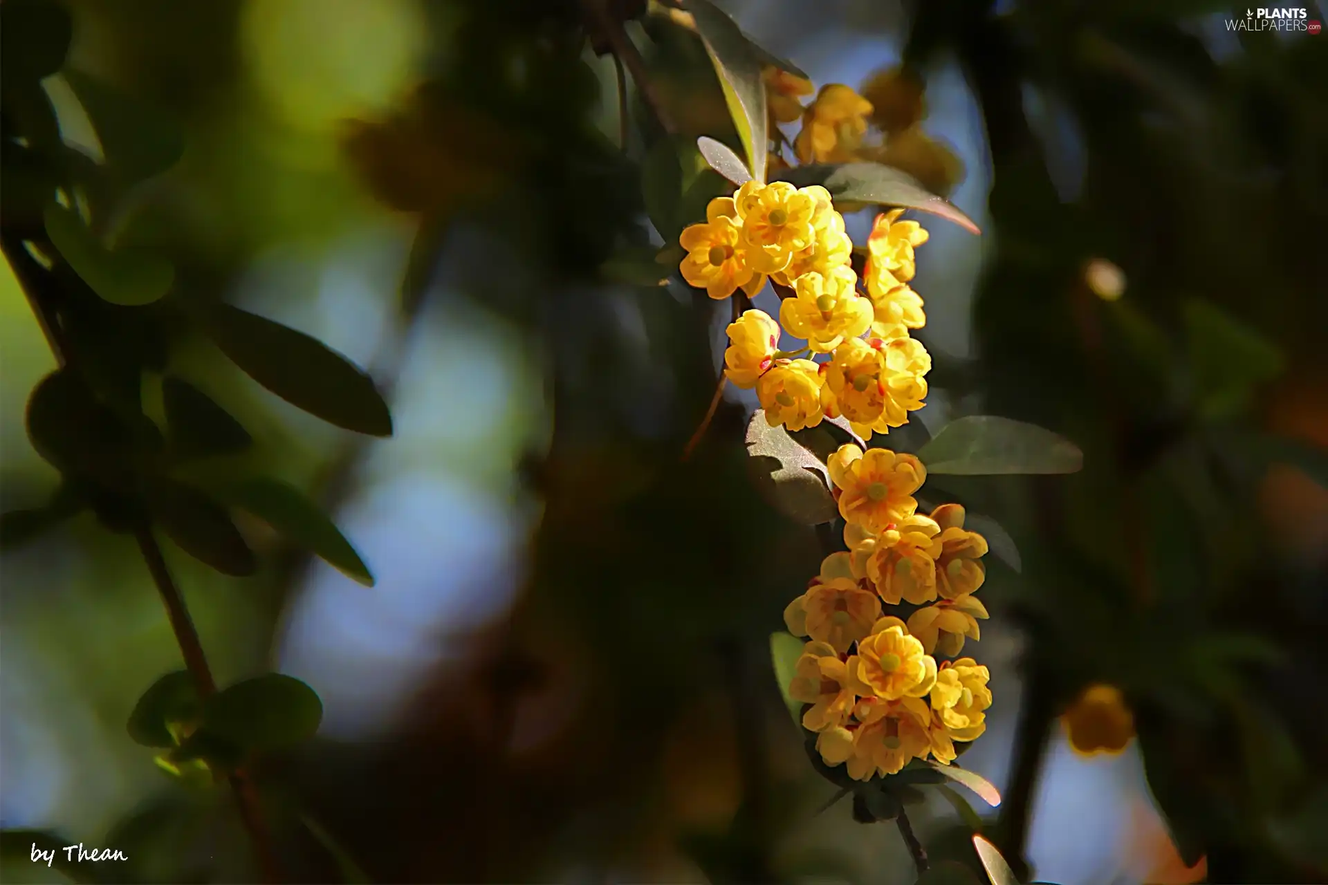 Bush, flowers, twig, Yellow