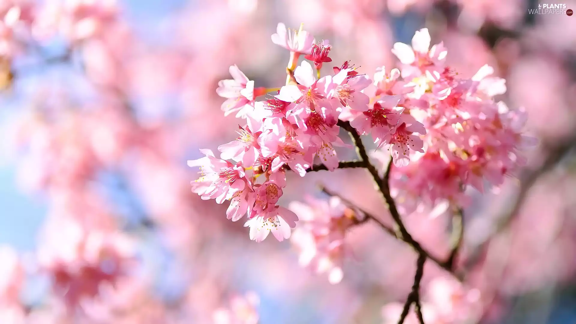 Fruit Tree, Flowers, twig, Japanese Cherry