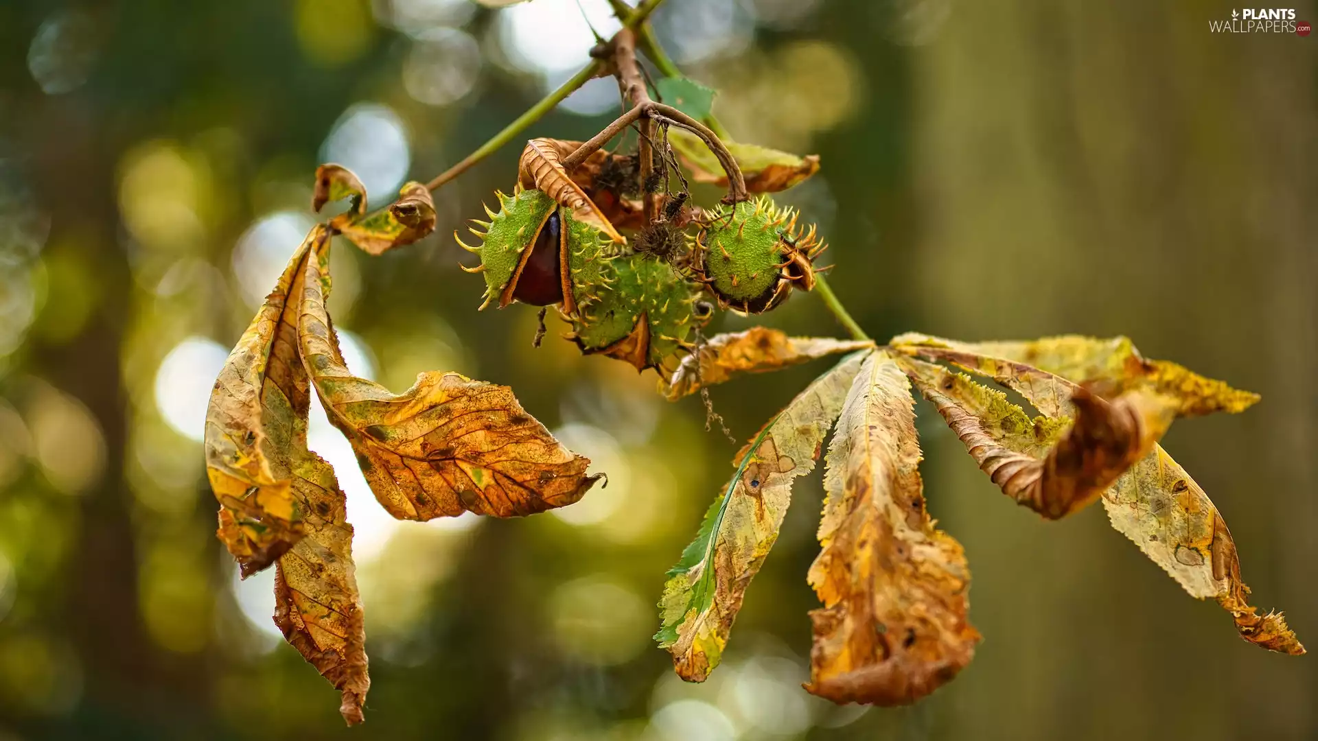 chestnut, Leaf, chestnuts, twig
