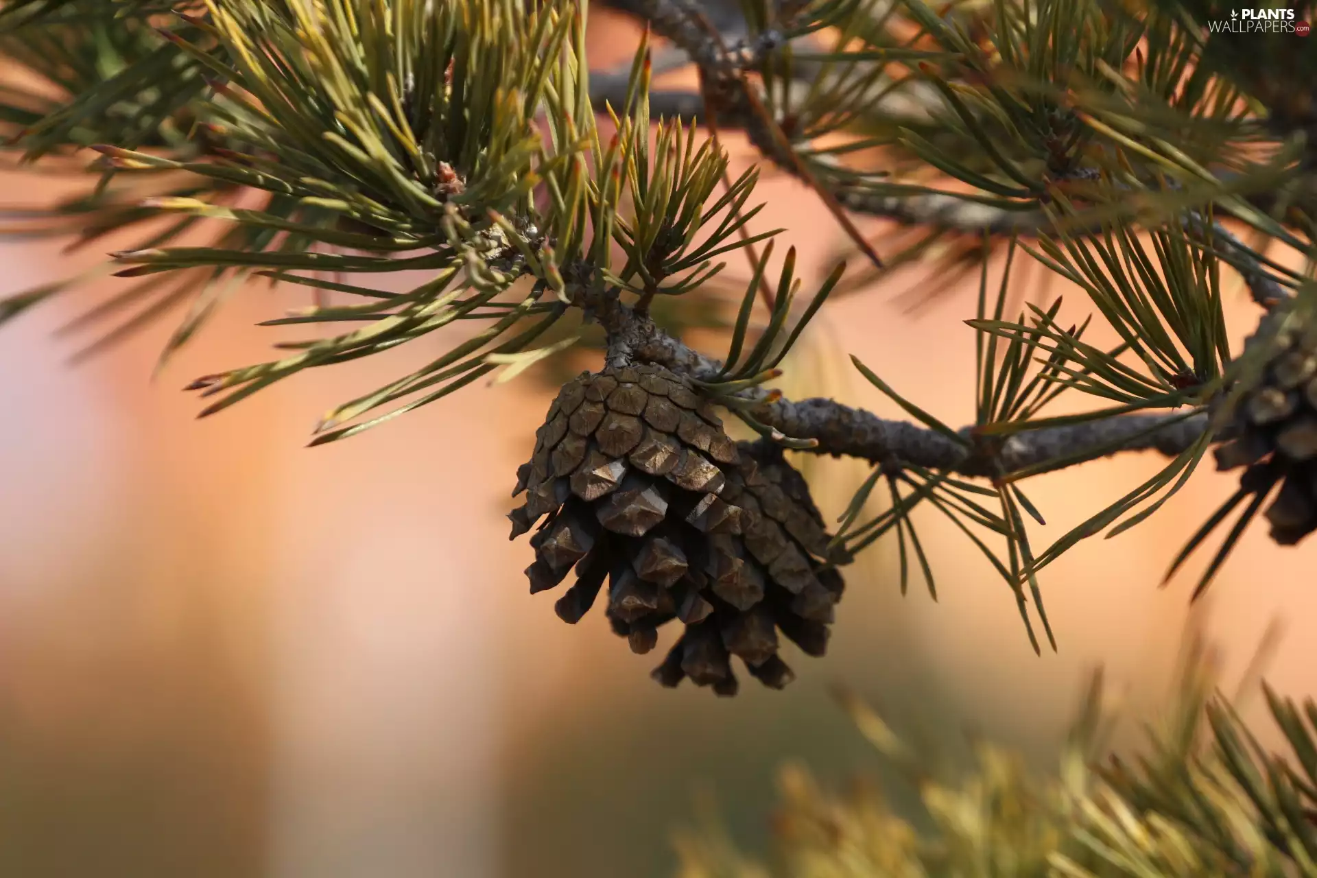 cone, pine, rapprochement, twig