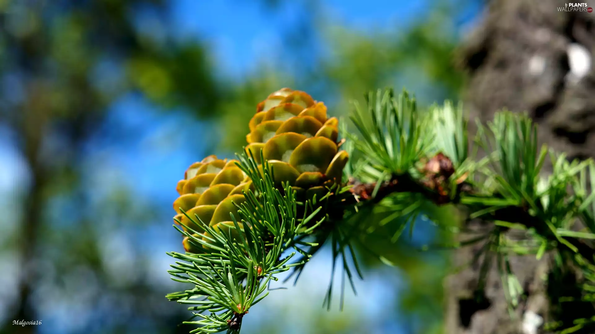 needle, Green, cones, twig, conifer, young, larch
