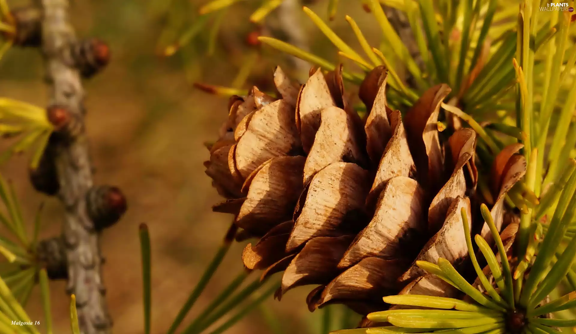 conifer, cone, Close, twig