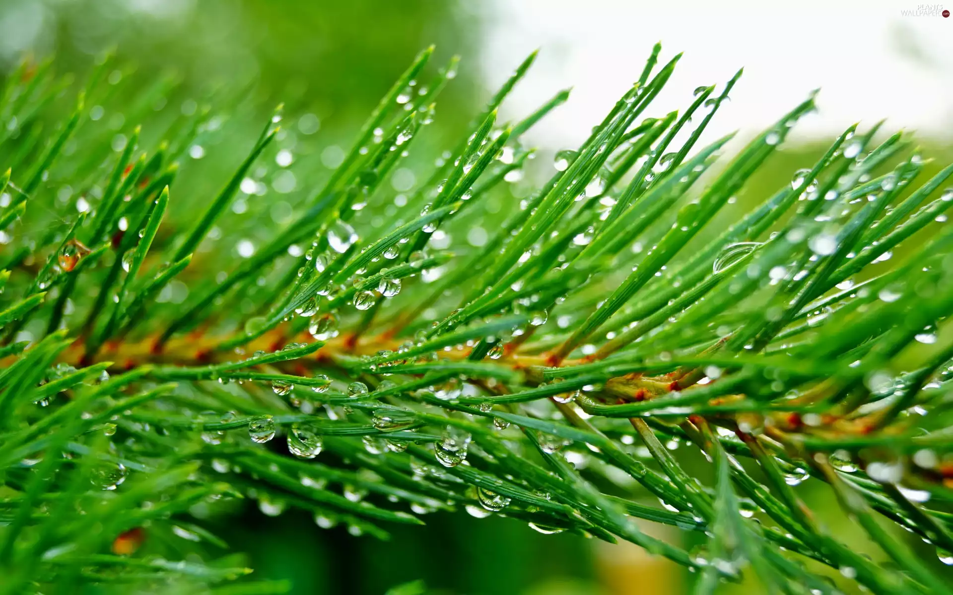 Conifer, drops, water, twig