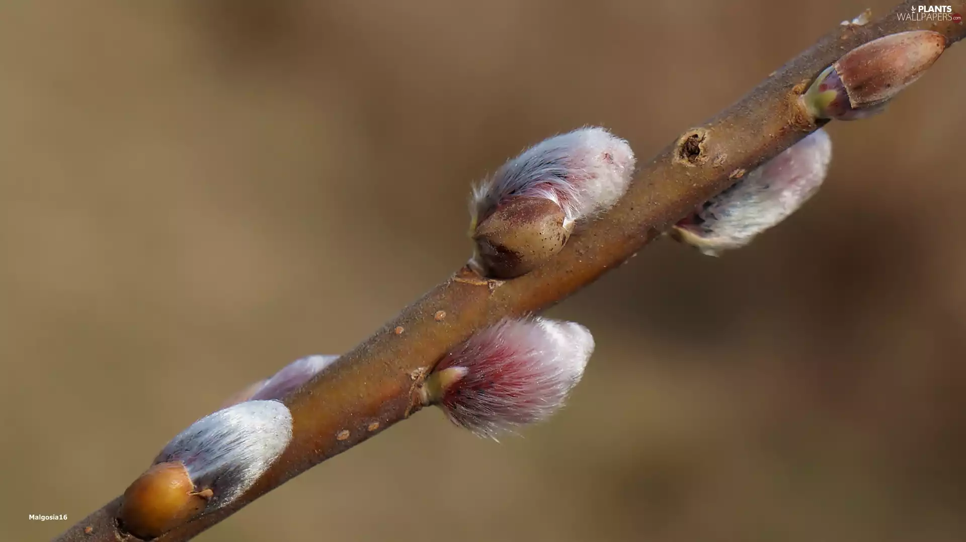 twig, Willow, database