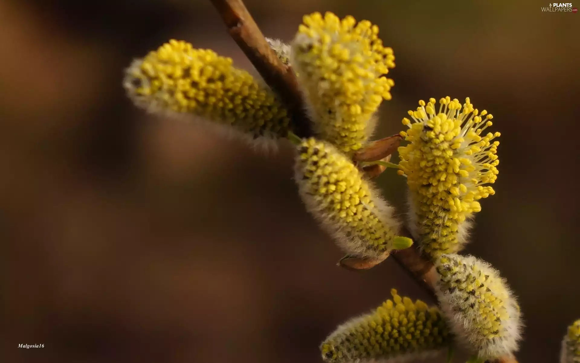 twig, Willow, database