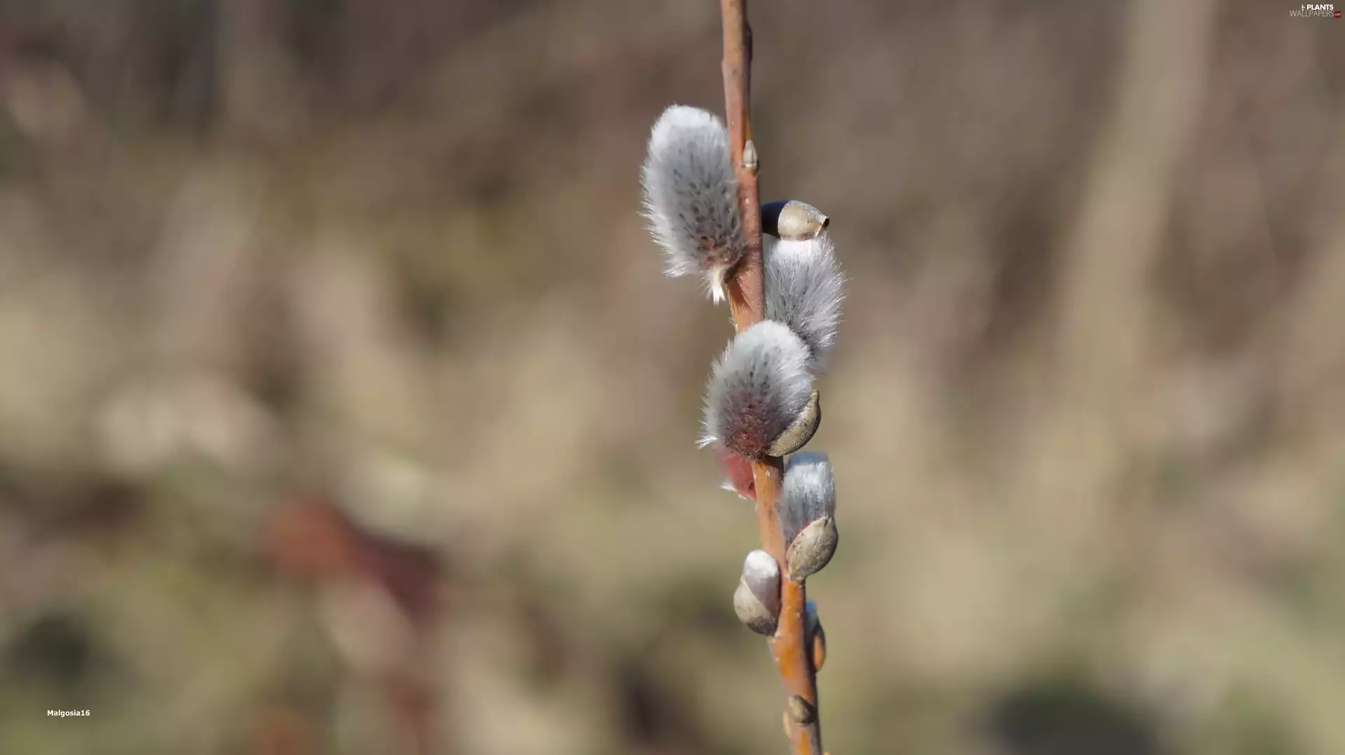 Twig, Willow, database