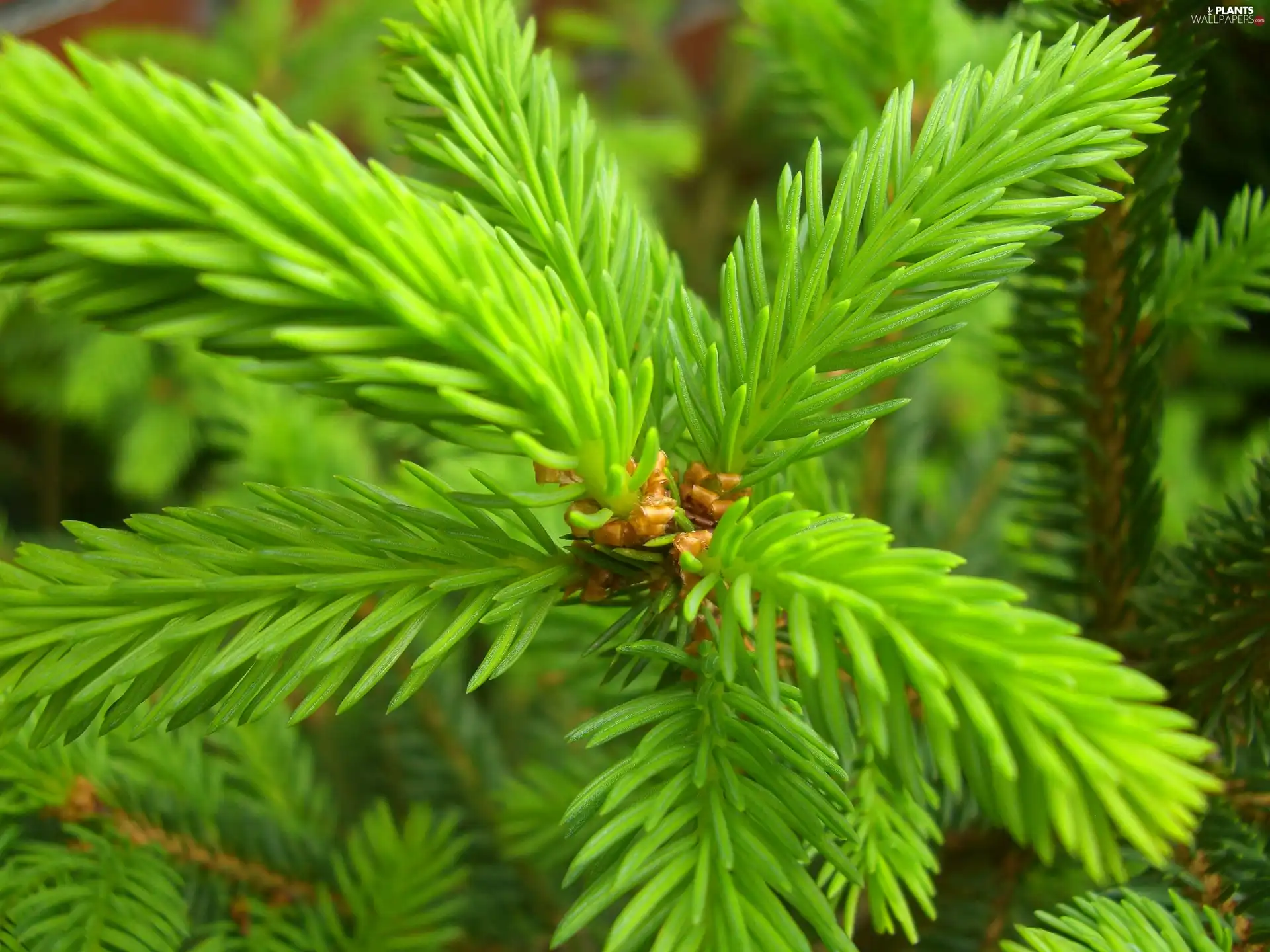 twig, conifer, fir