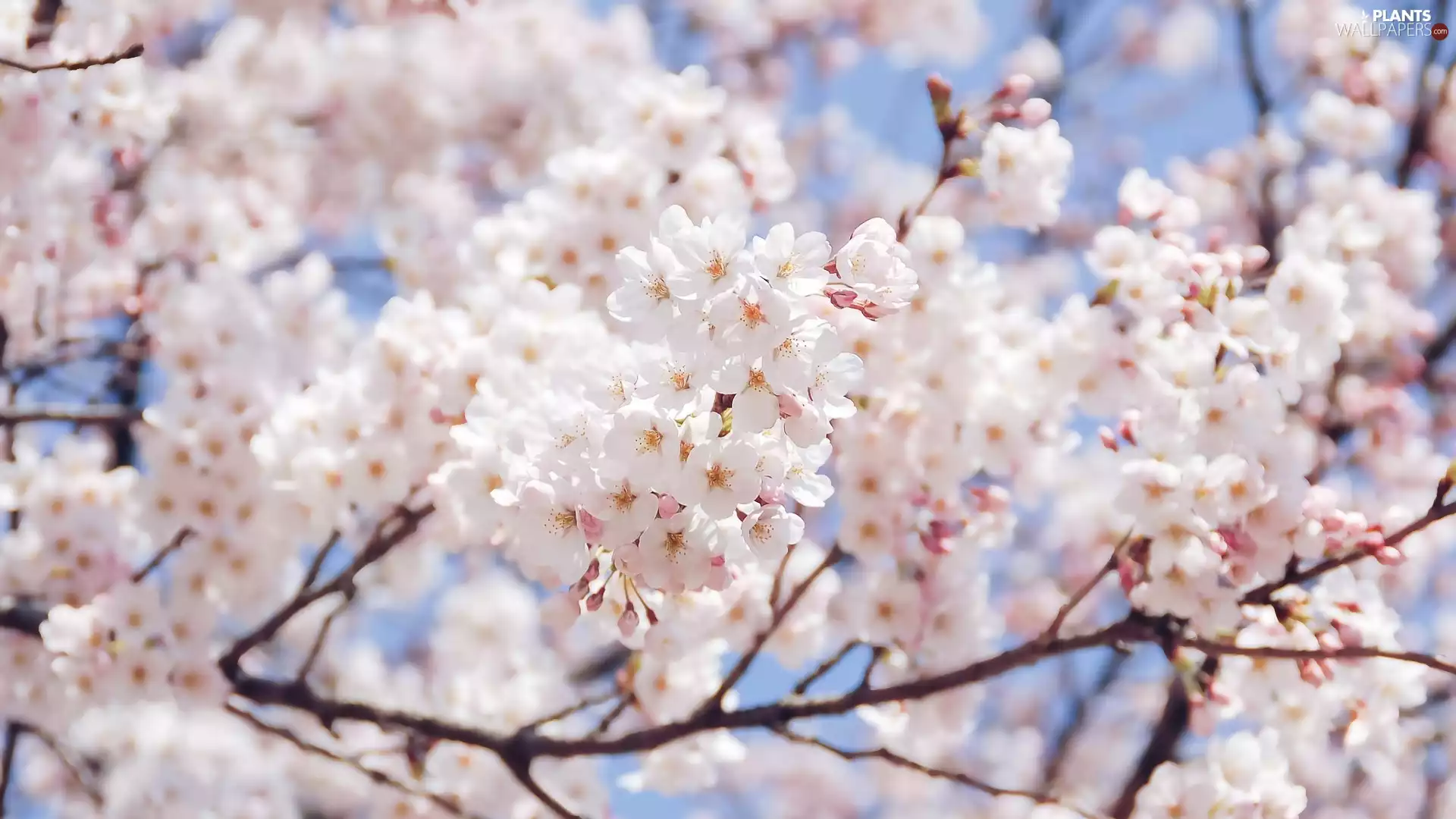 Light pink, Flowers, twig, Fruit Tree, Blossoming