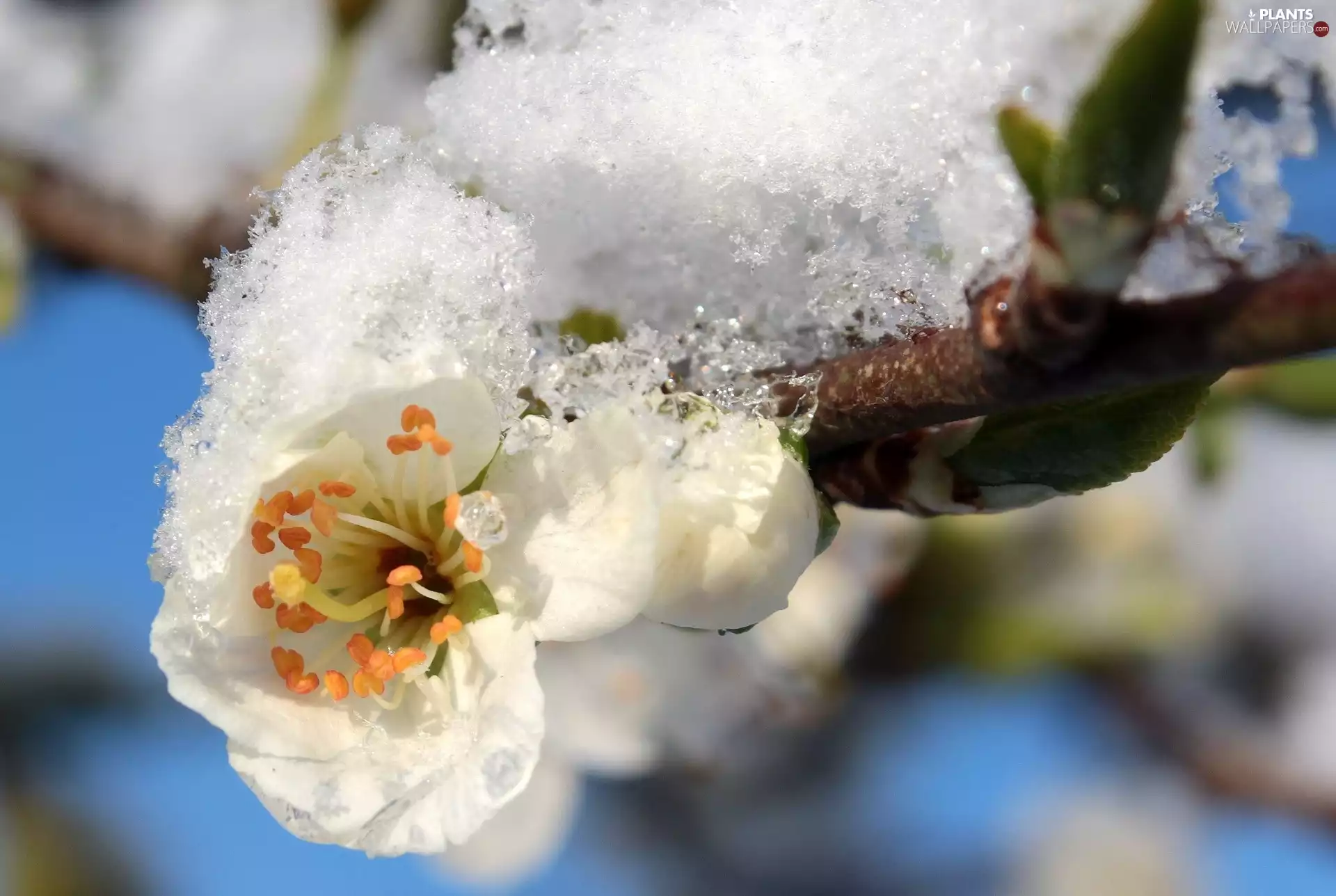 snow, Spring, Plums, twig, Colourfull Flowers