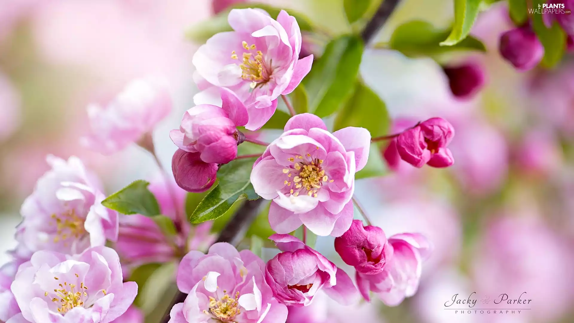 Flowers, Fruit Tree, twig