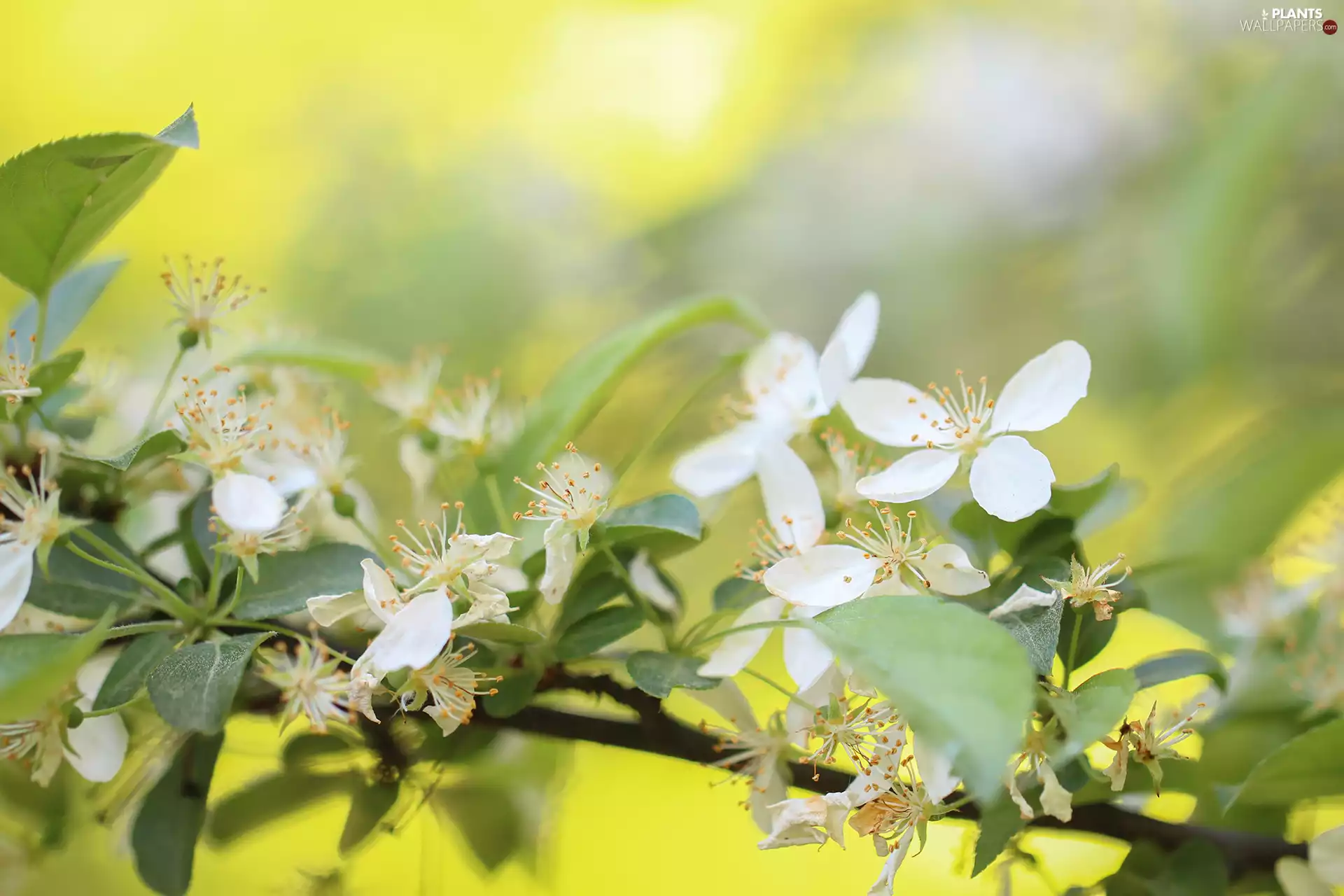 Flowers, Fruit Tree, twig