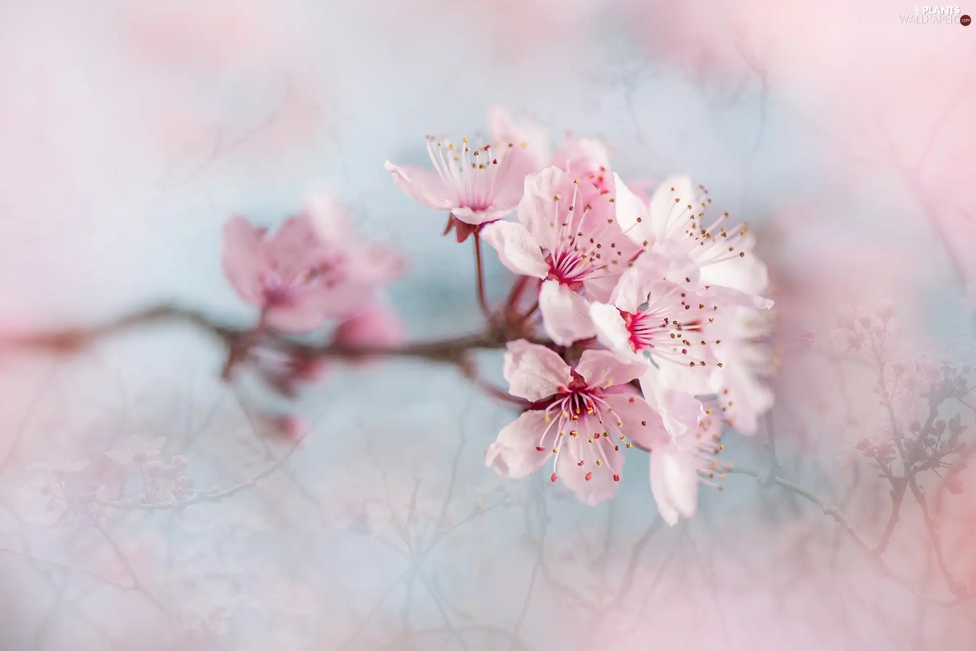 twig, Flowers, fruit, Plum-tree, trees