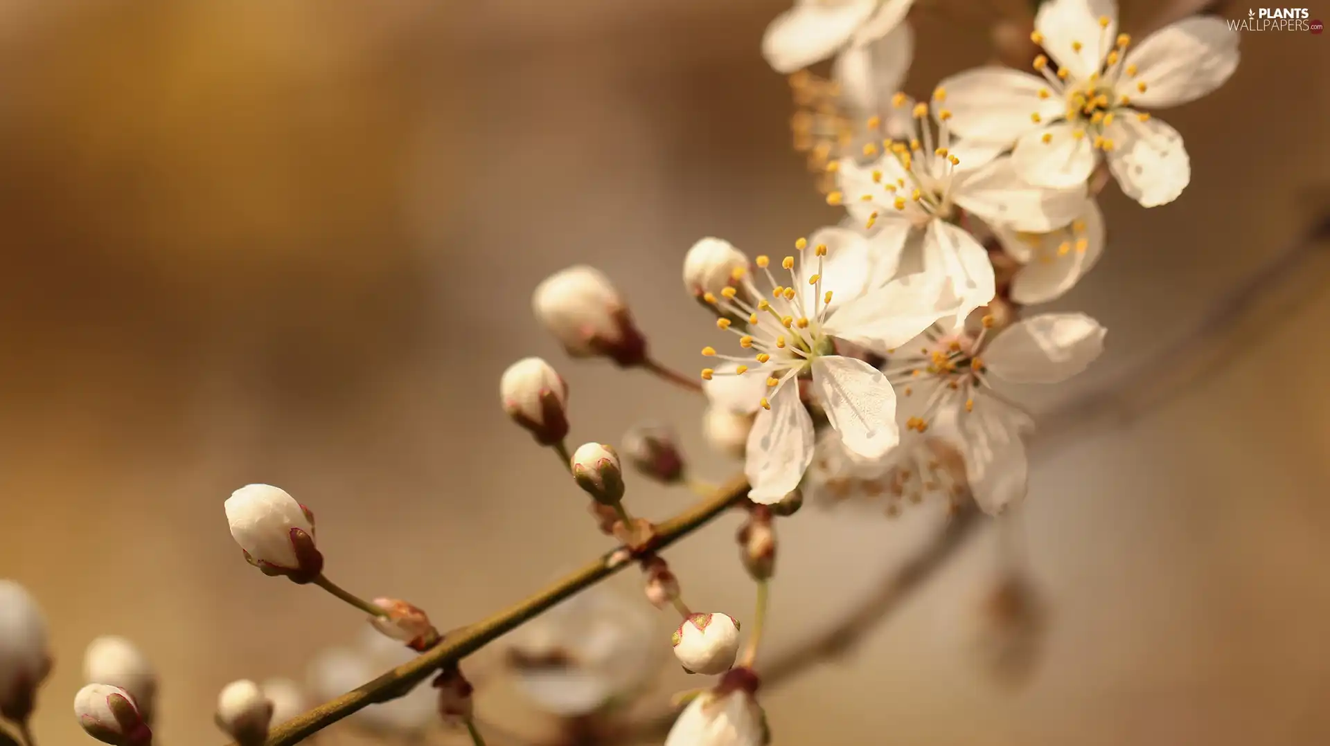 White, Fruit Tree, twig, Colourfull Flowers