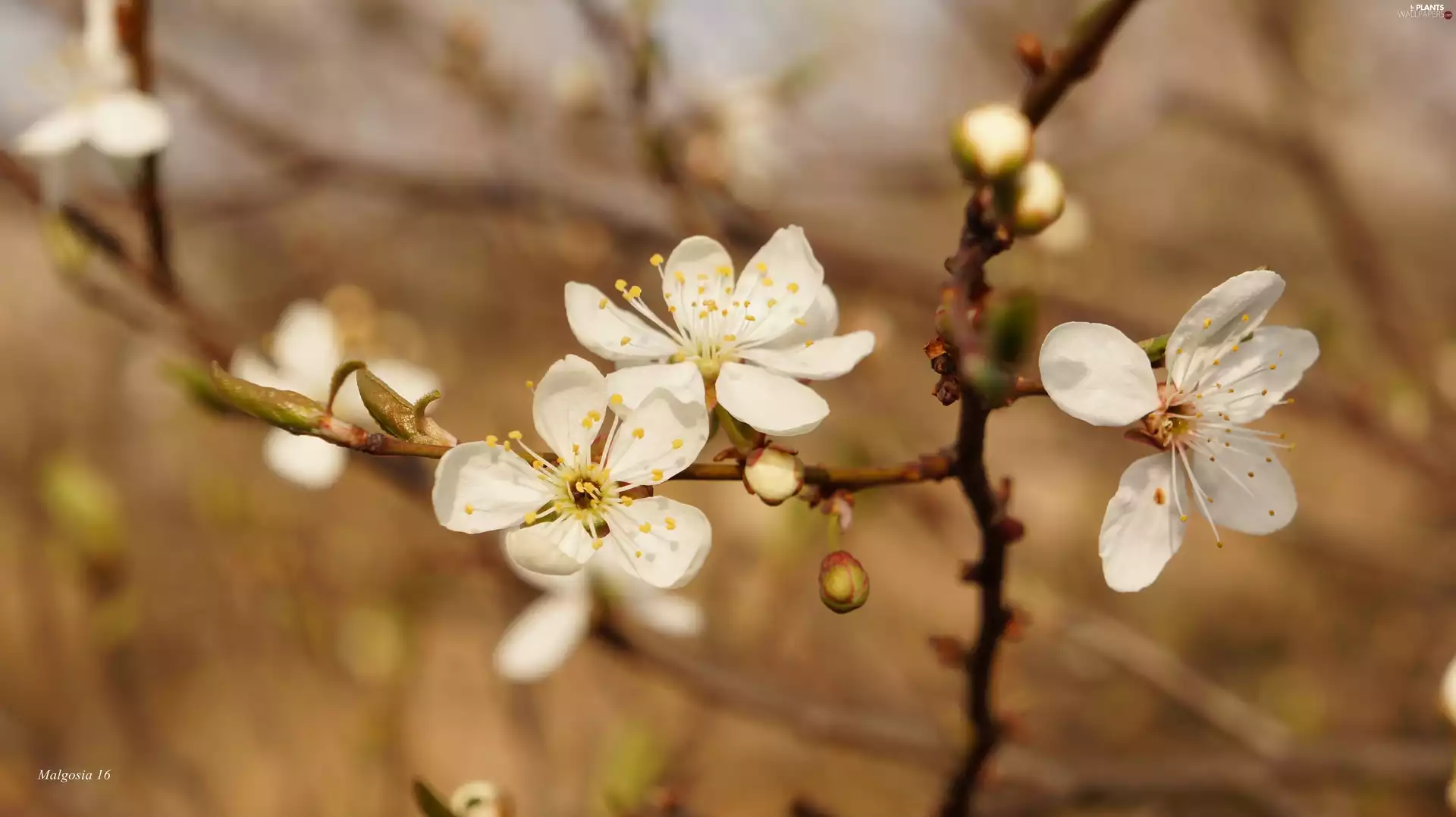 fruit, twig, Flowers, trees, White