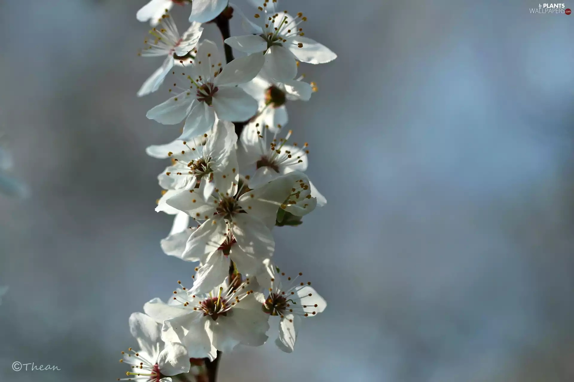 fruit, twig, Flowers, trees, White