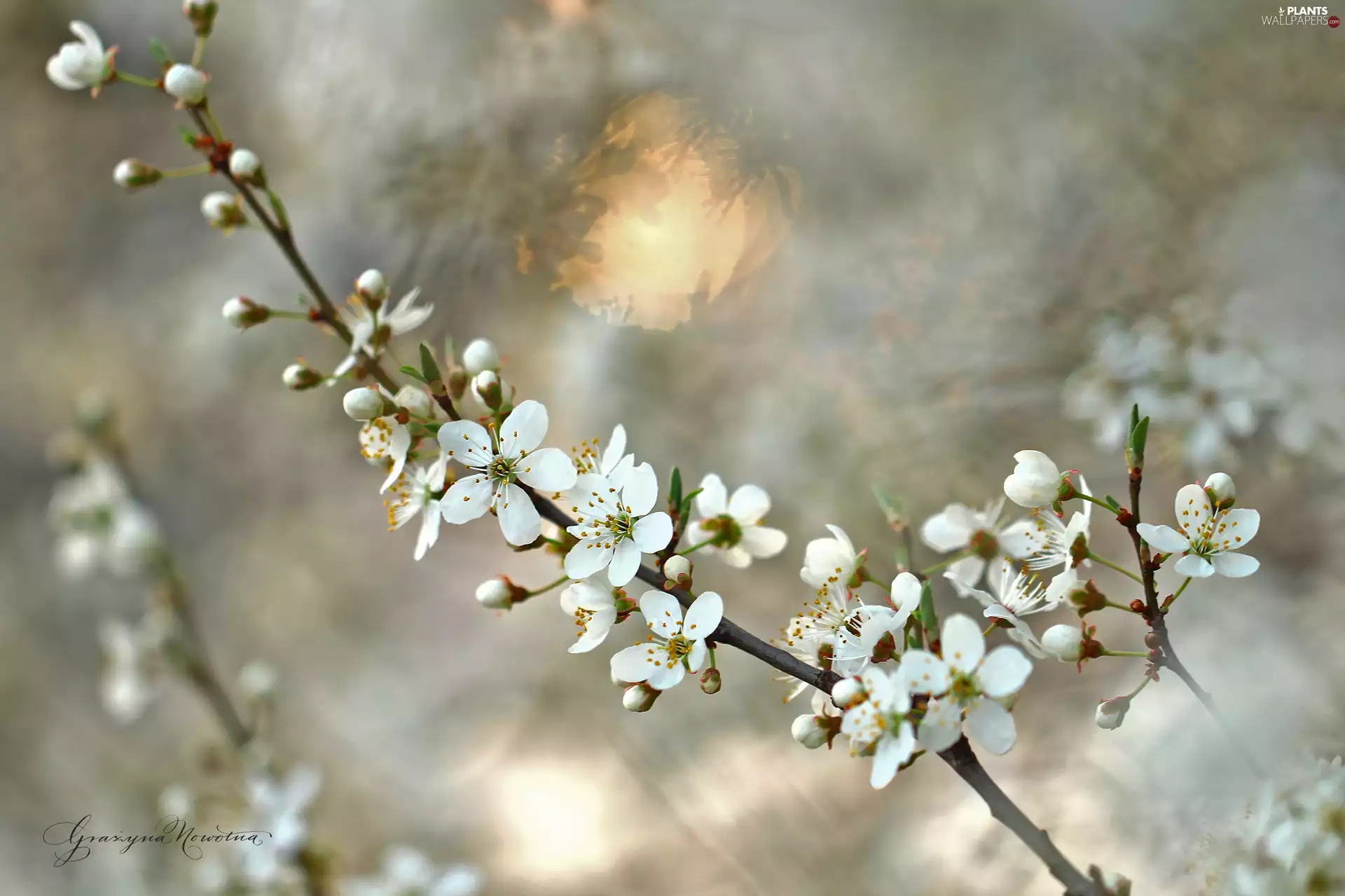 fruit, twig, Flowers, trees, White