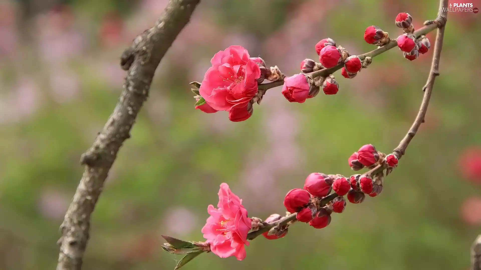 Fruit Tree, peach, twig, Flowers, flowery