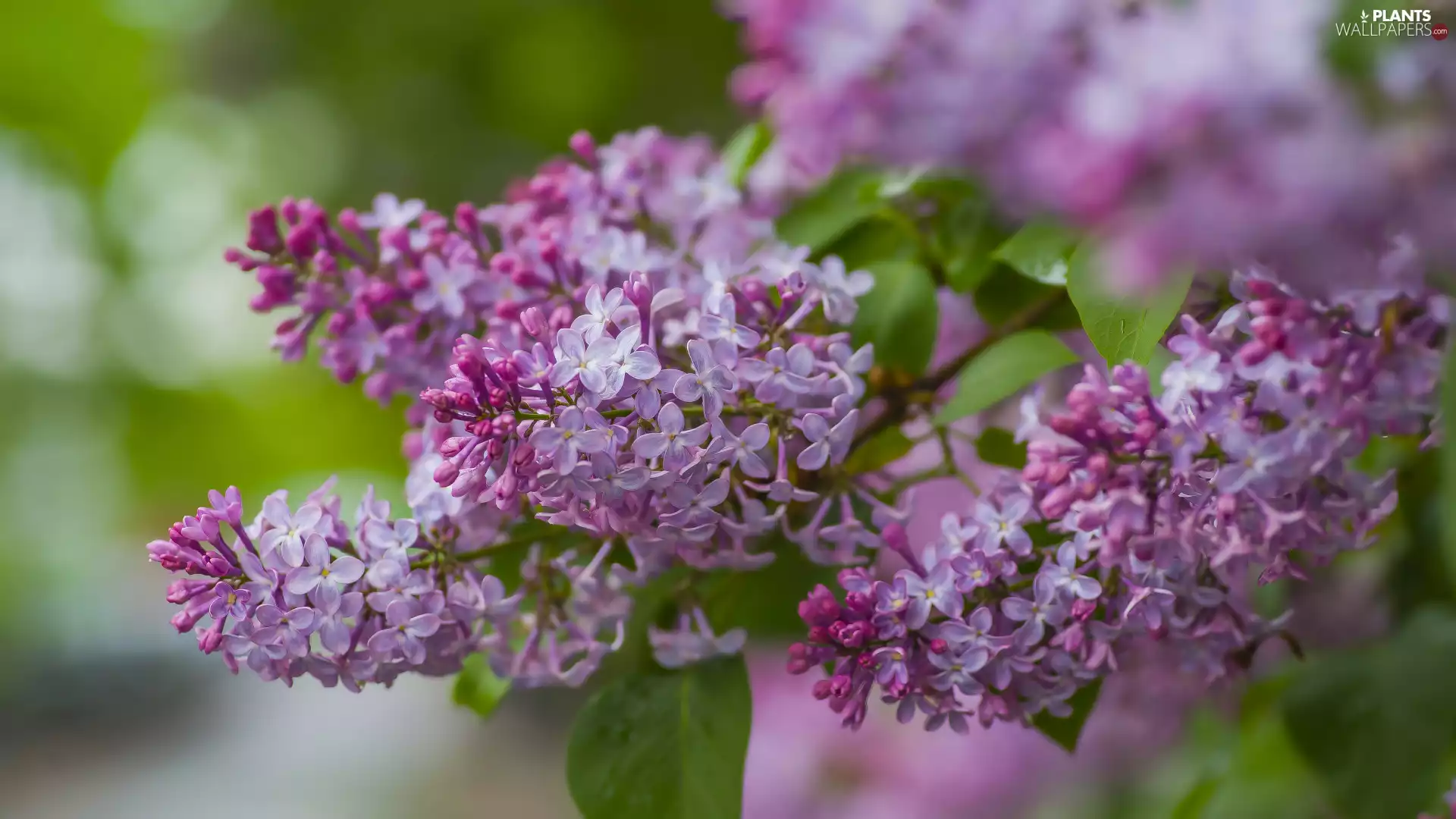 flowery, without, Syringa, twig
