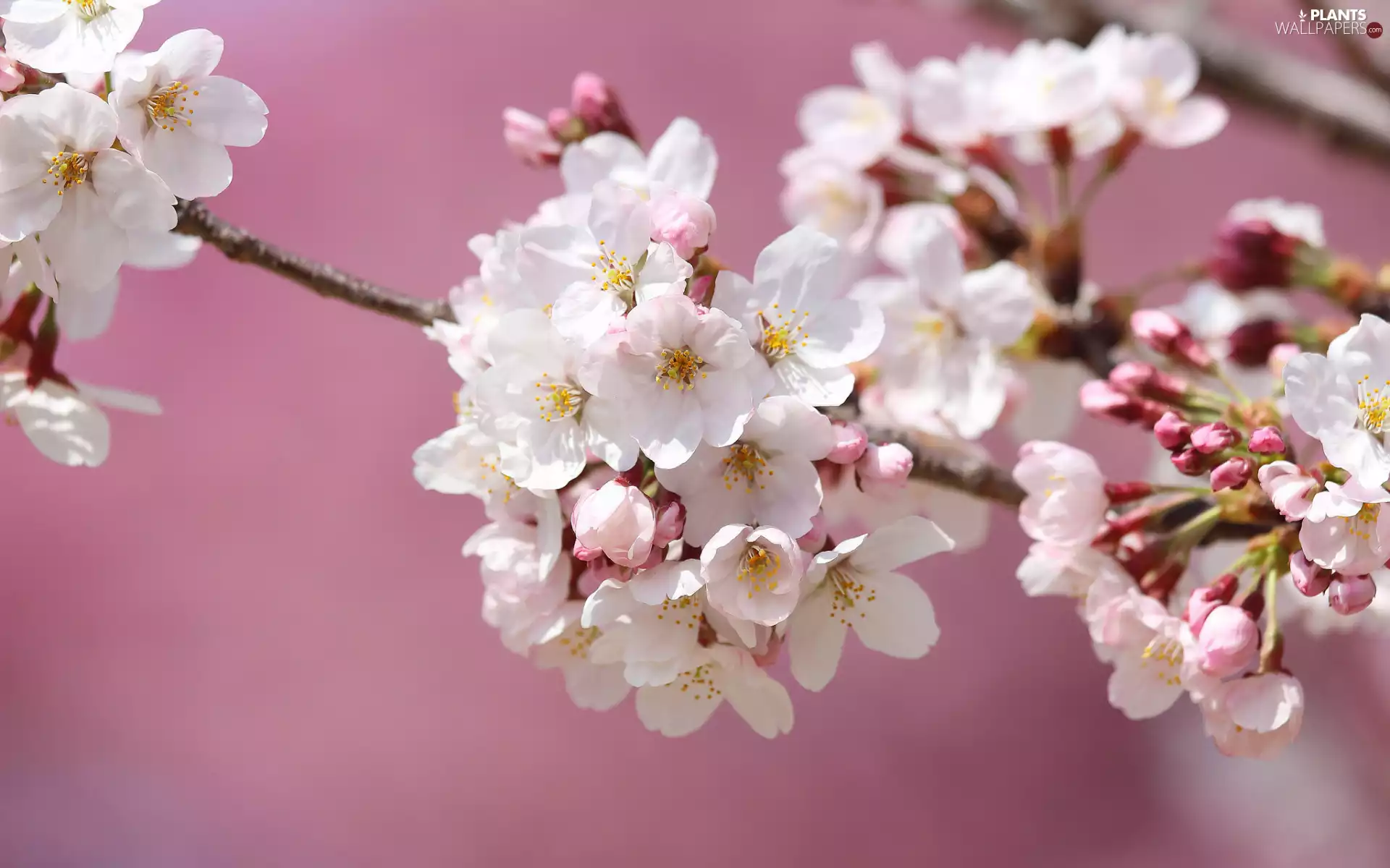 Flowers, Fruit Tree, twig, White, flowery